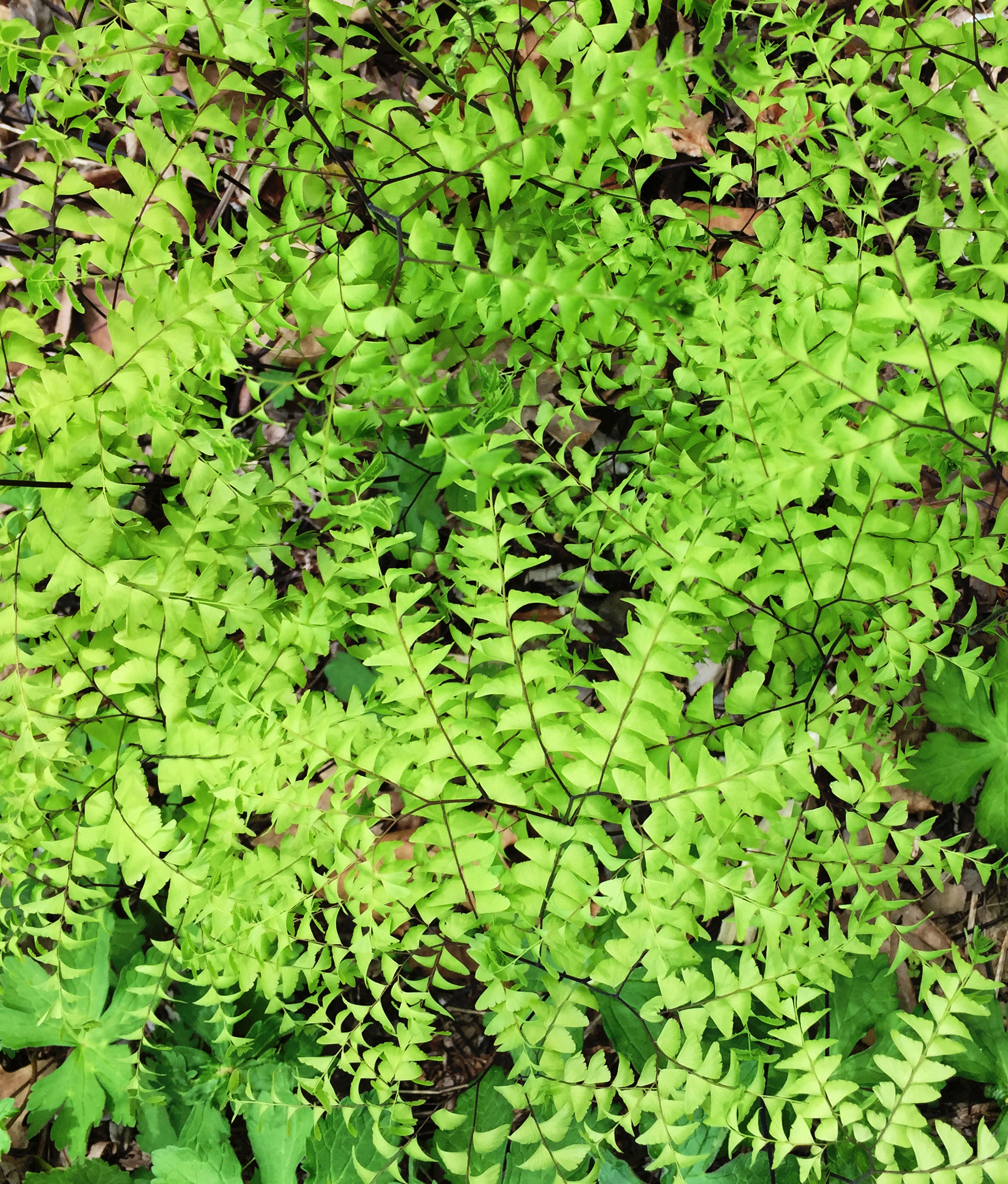 Asheville Botanical Garden / Darker than Green