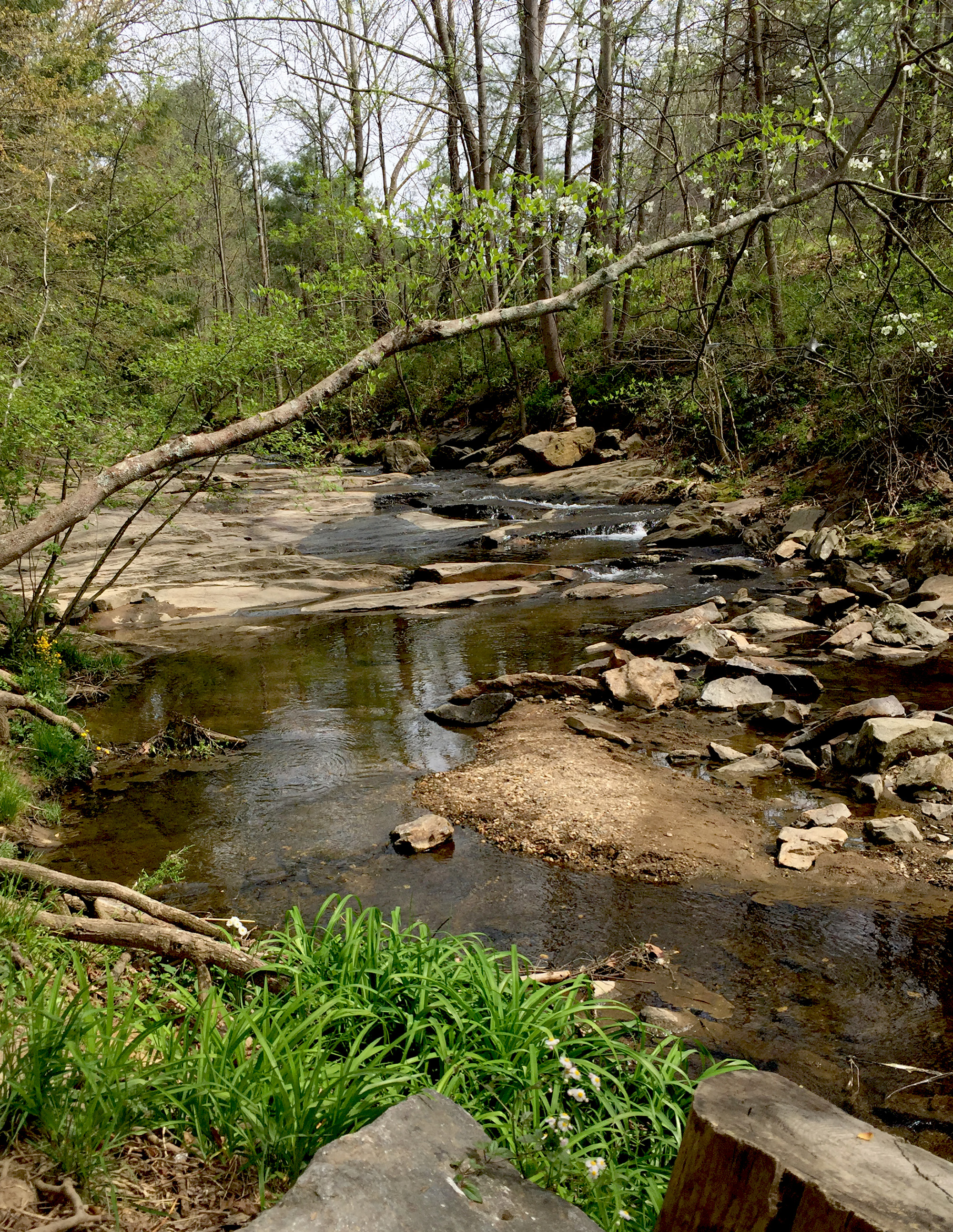 Asheville Botanical Gardens / Darker than Green