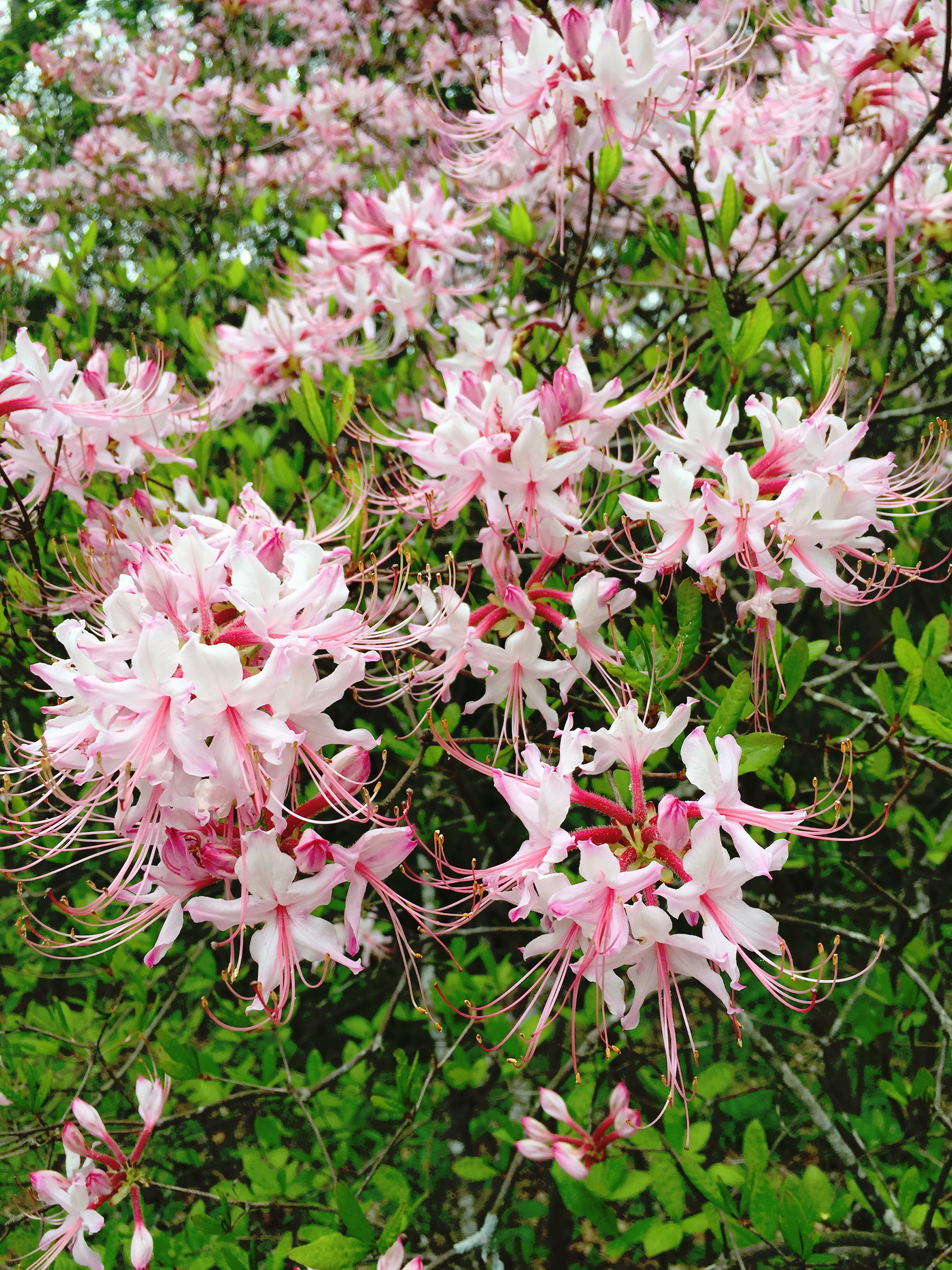 Azaleas at Asheville Botanical Gardens / Darker than Green