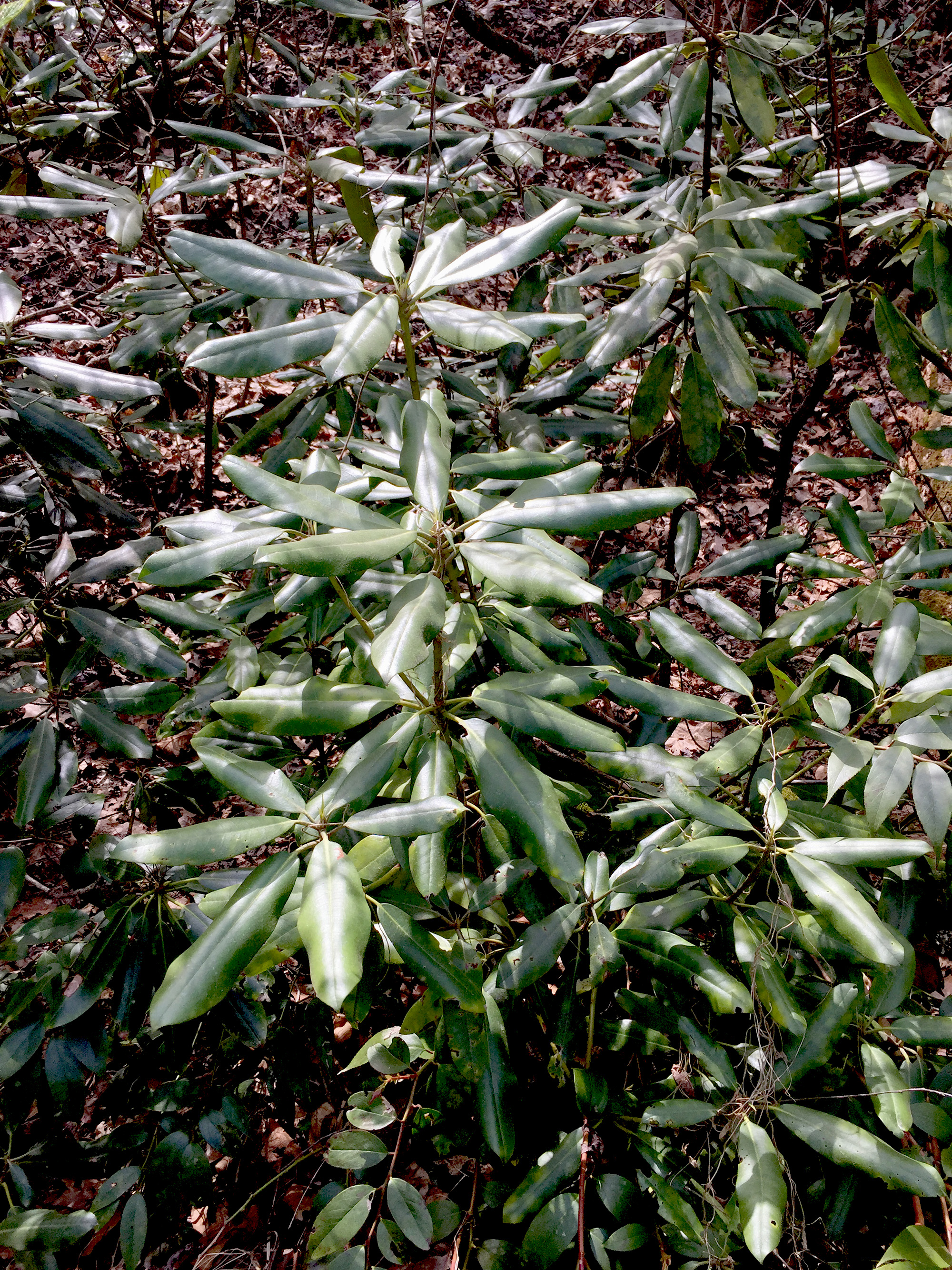 Rhododendrons in Asheville, North Carolina / Darker than Green