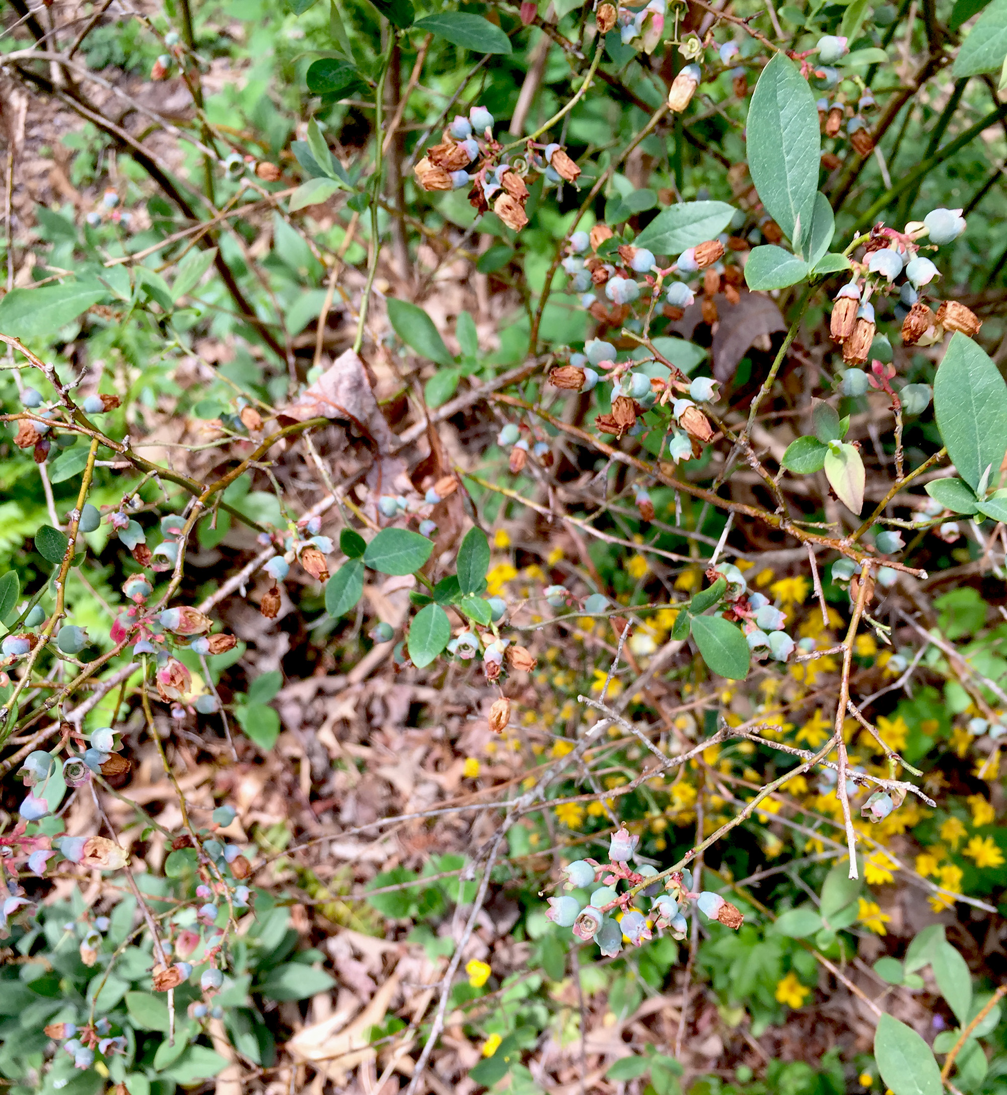 Tiny blueberries, Asheville Botanical Garden / Darker than Green