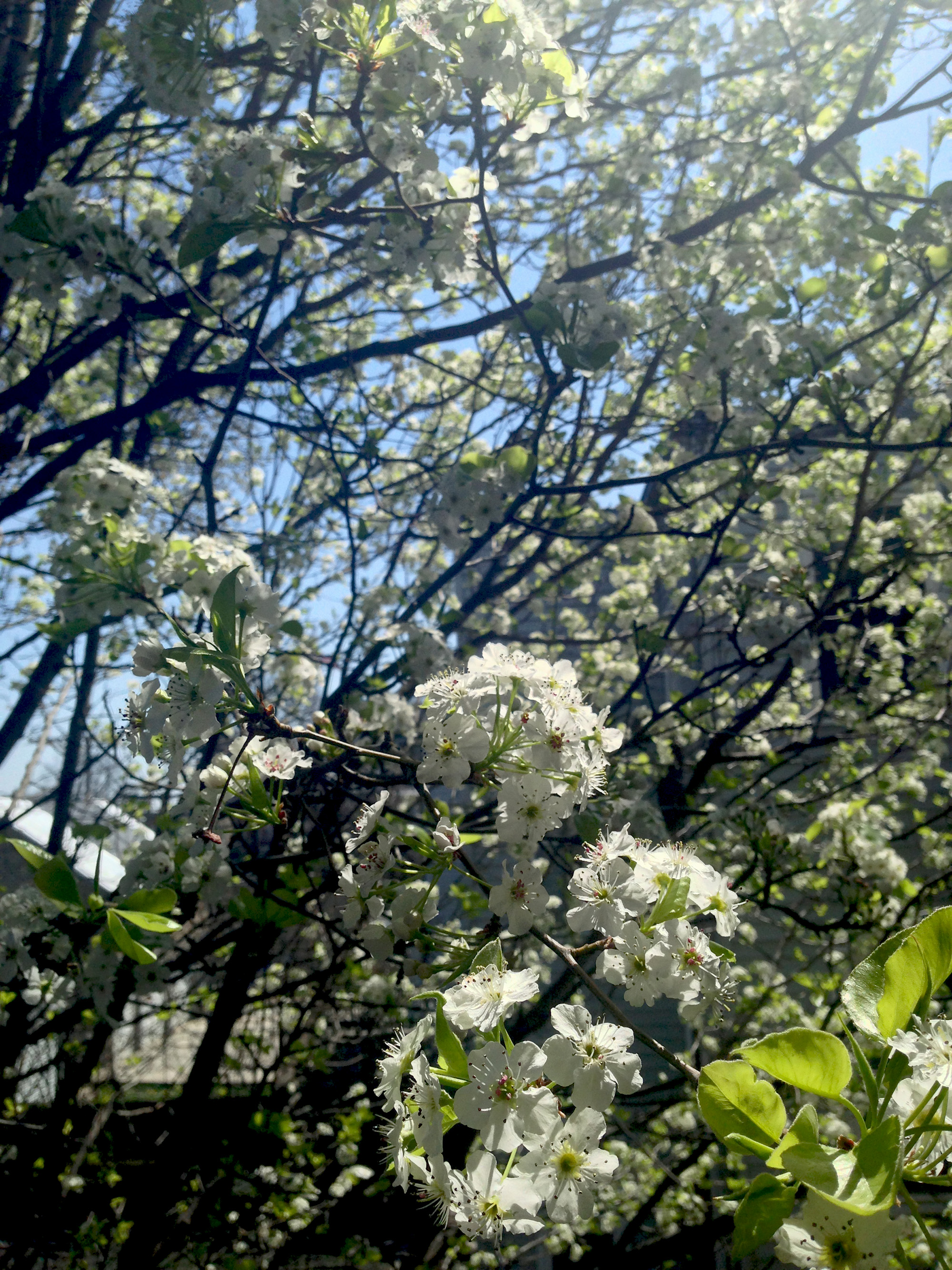 Flowering Callery Pear tree / Darker than Green