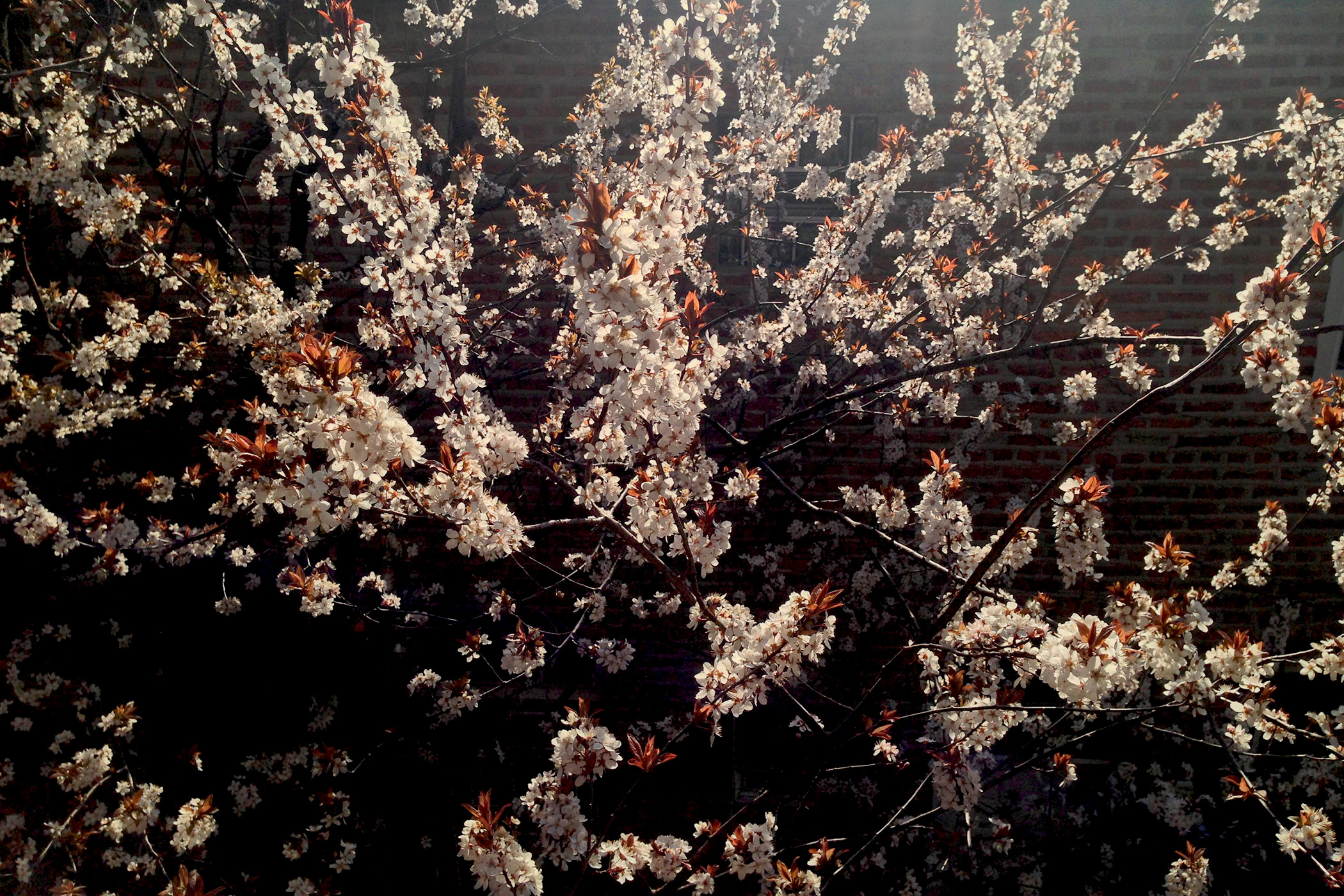 Flowering Purple Plum tree / Darker than Green