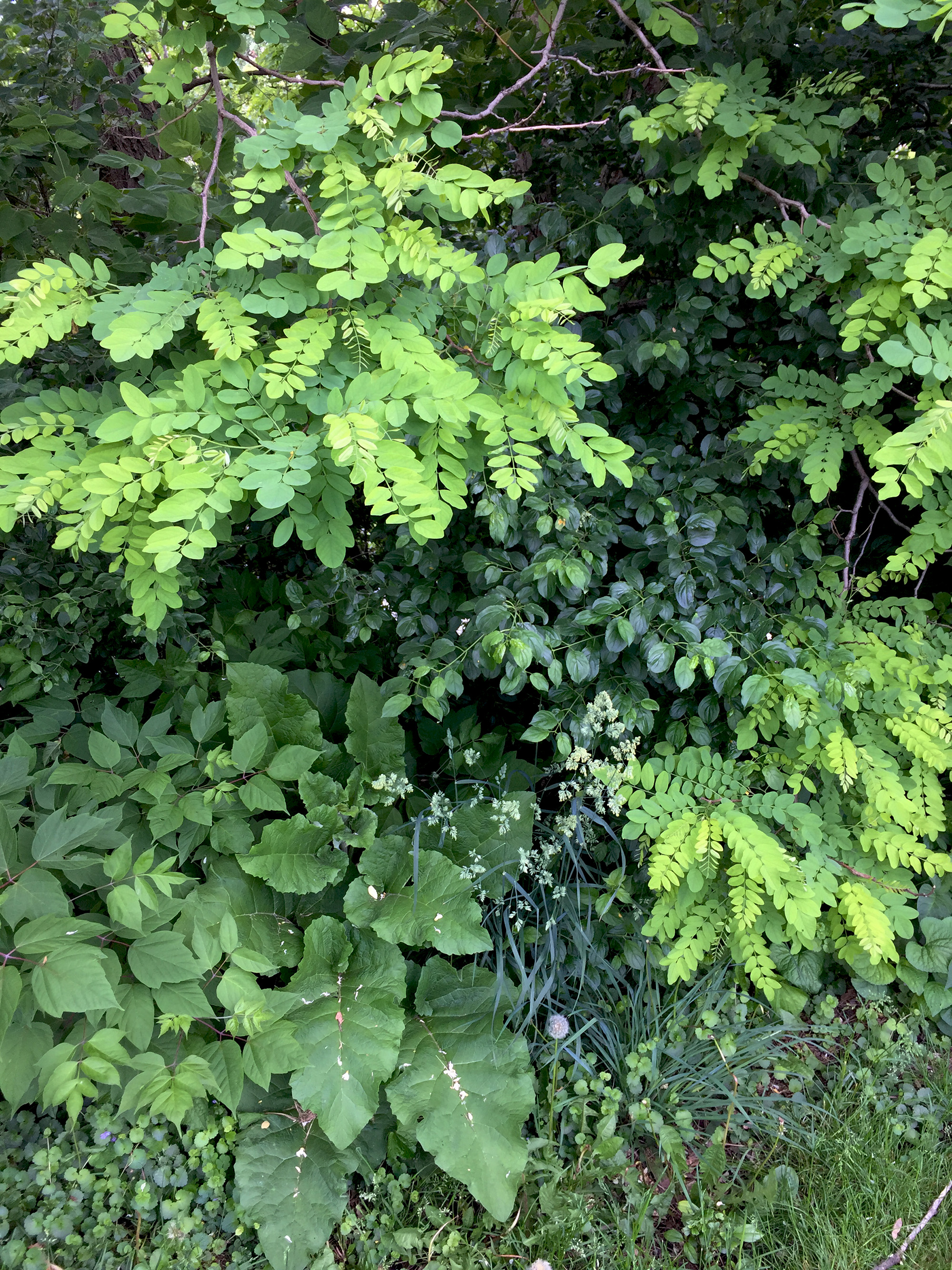 Foliage in Clark Park, Chicago / Darker than Green
