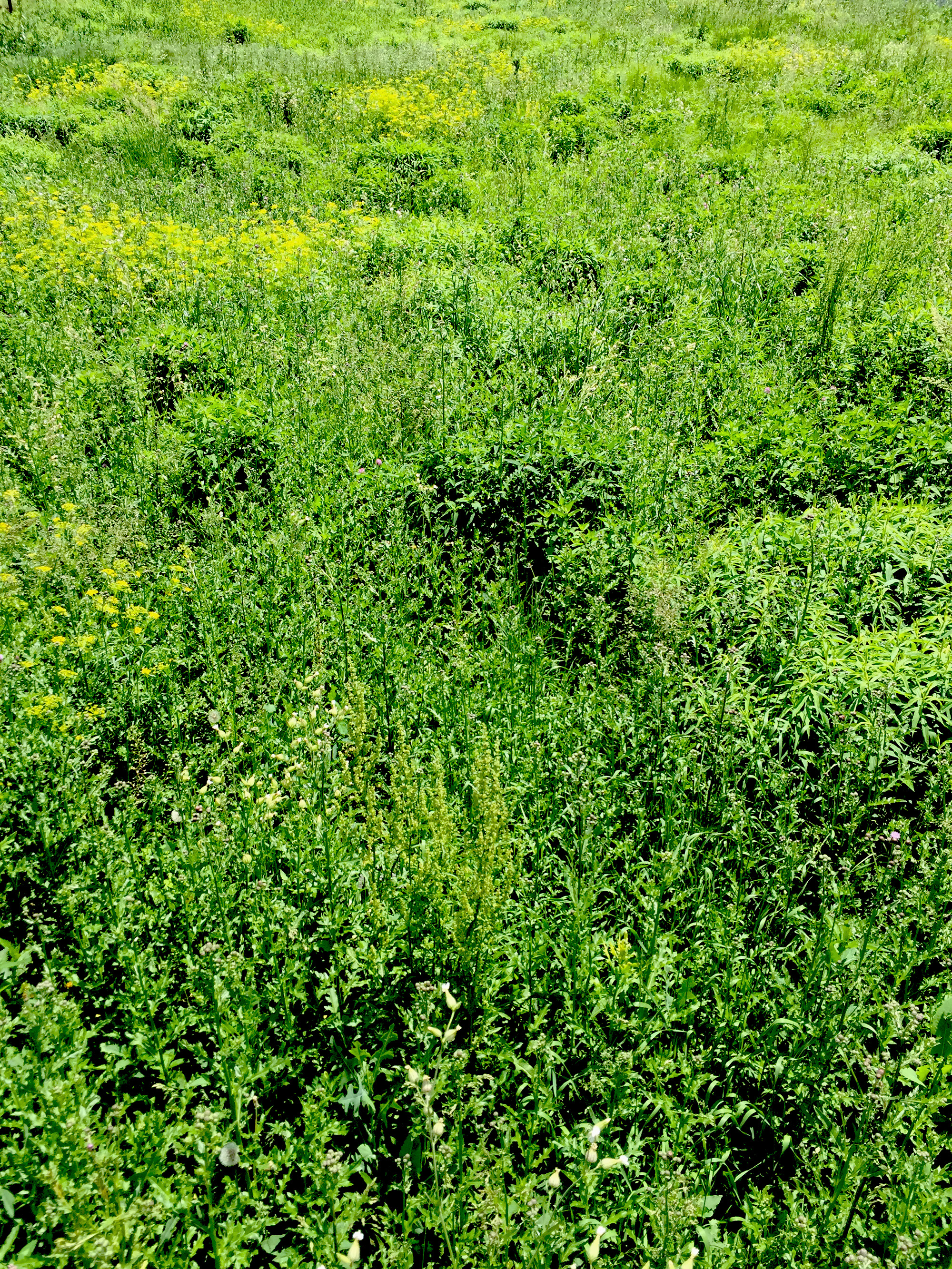 Midwest prairie, Chicago IL / Darker than Green