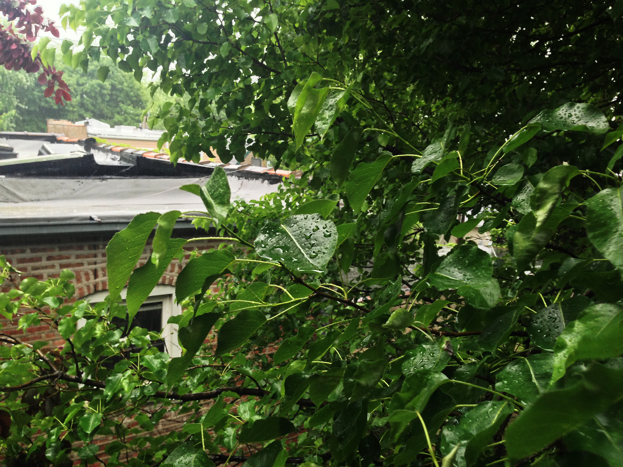 Callery Pear tree in the rain / Darker than Green