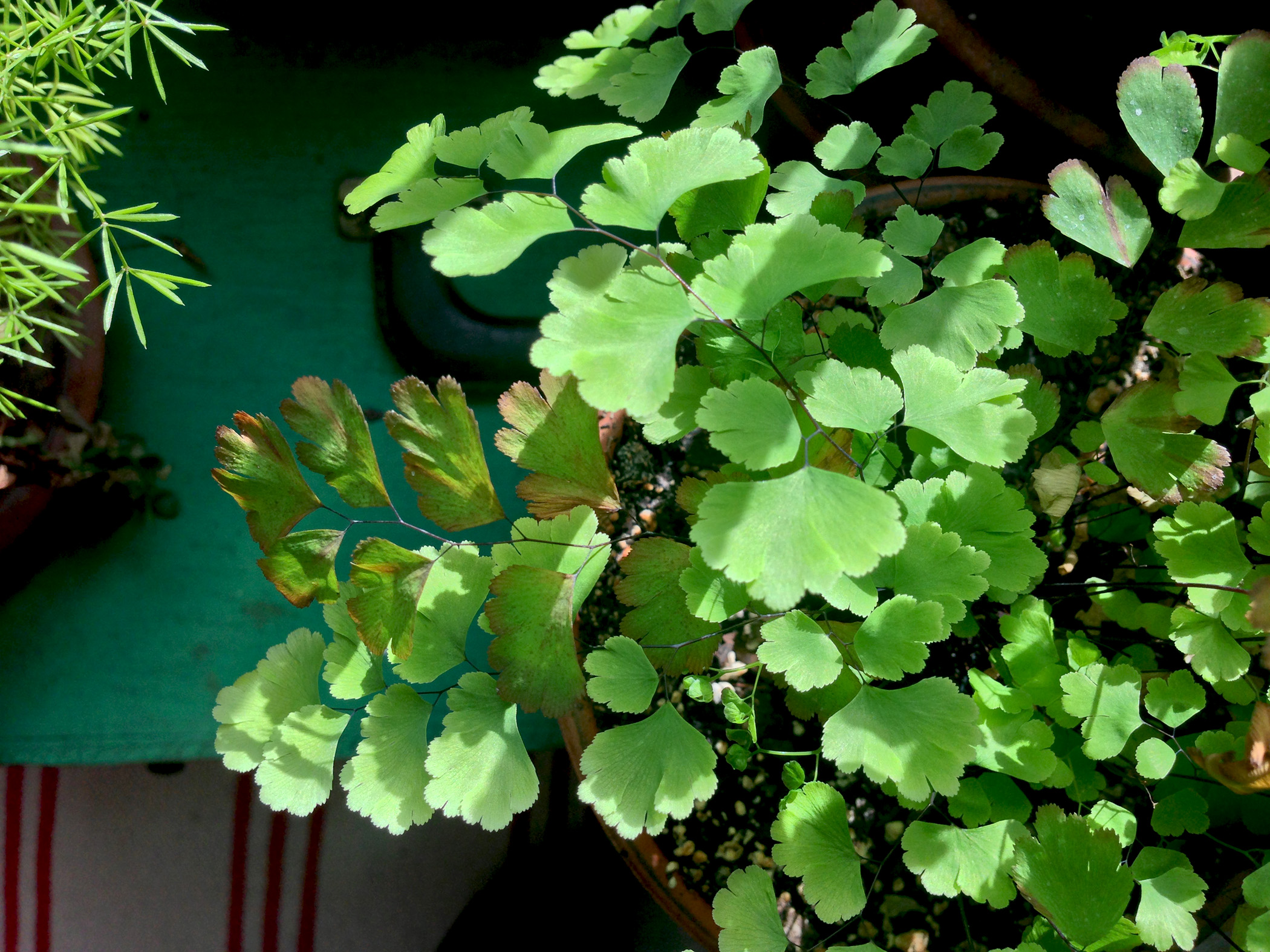 Maidenhair fern / Darker than Green