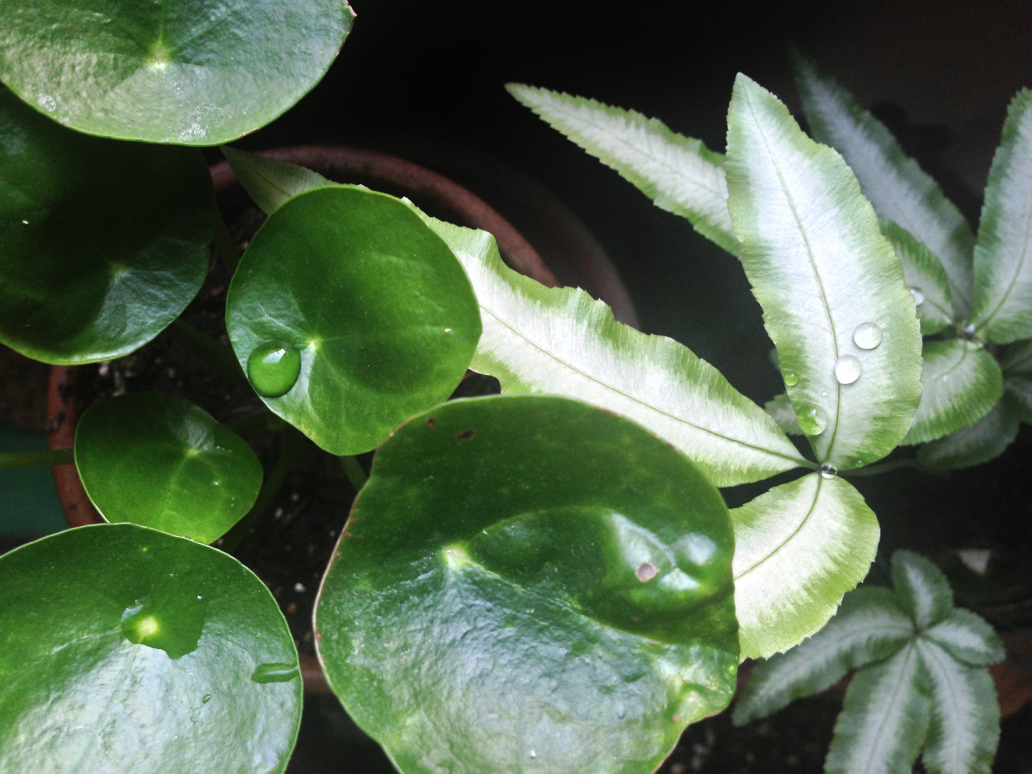 Pilea peperomioides and fern / Darker than Green