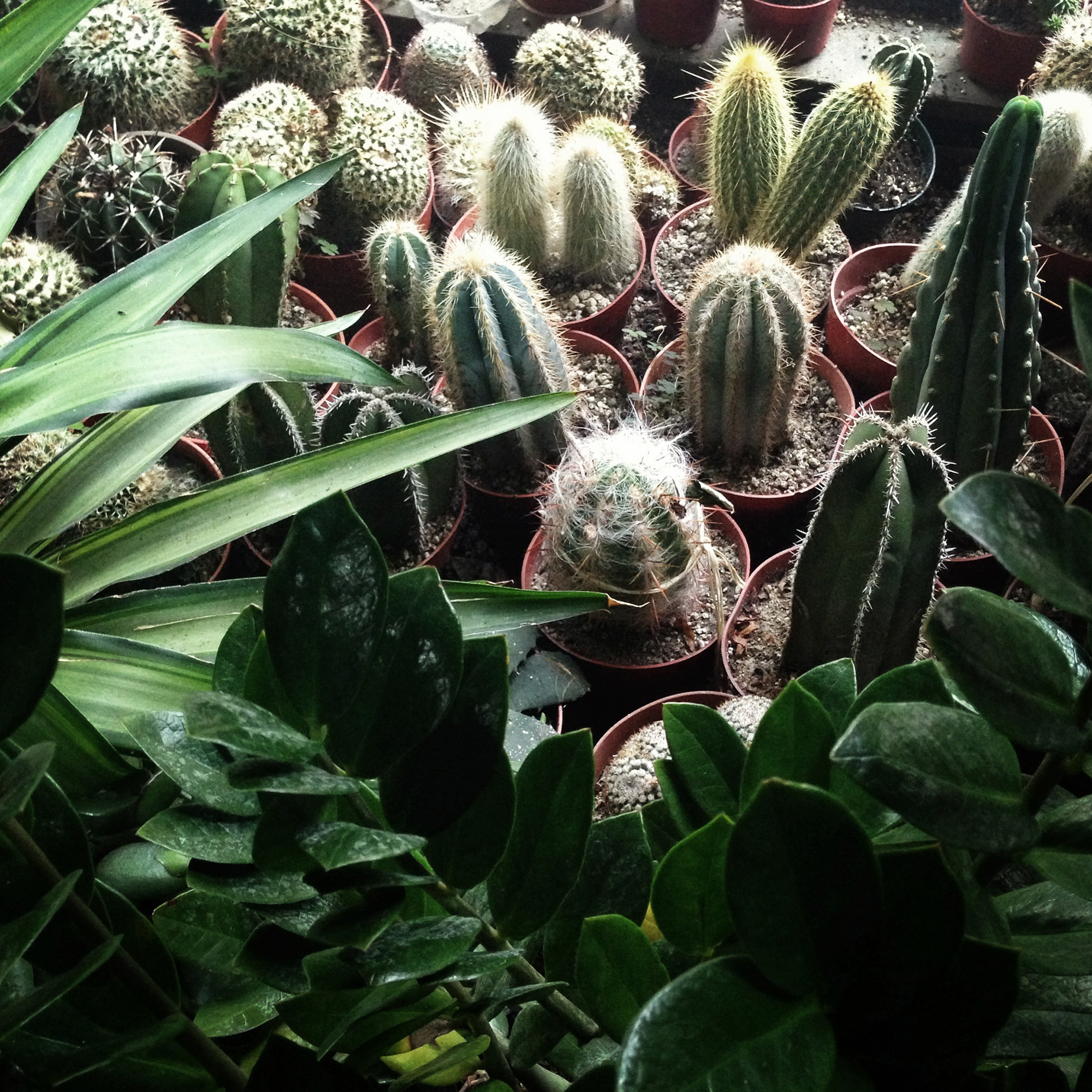 Baby cacti / Darker than Green