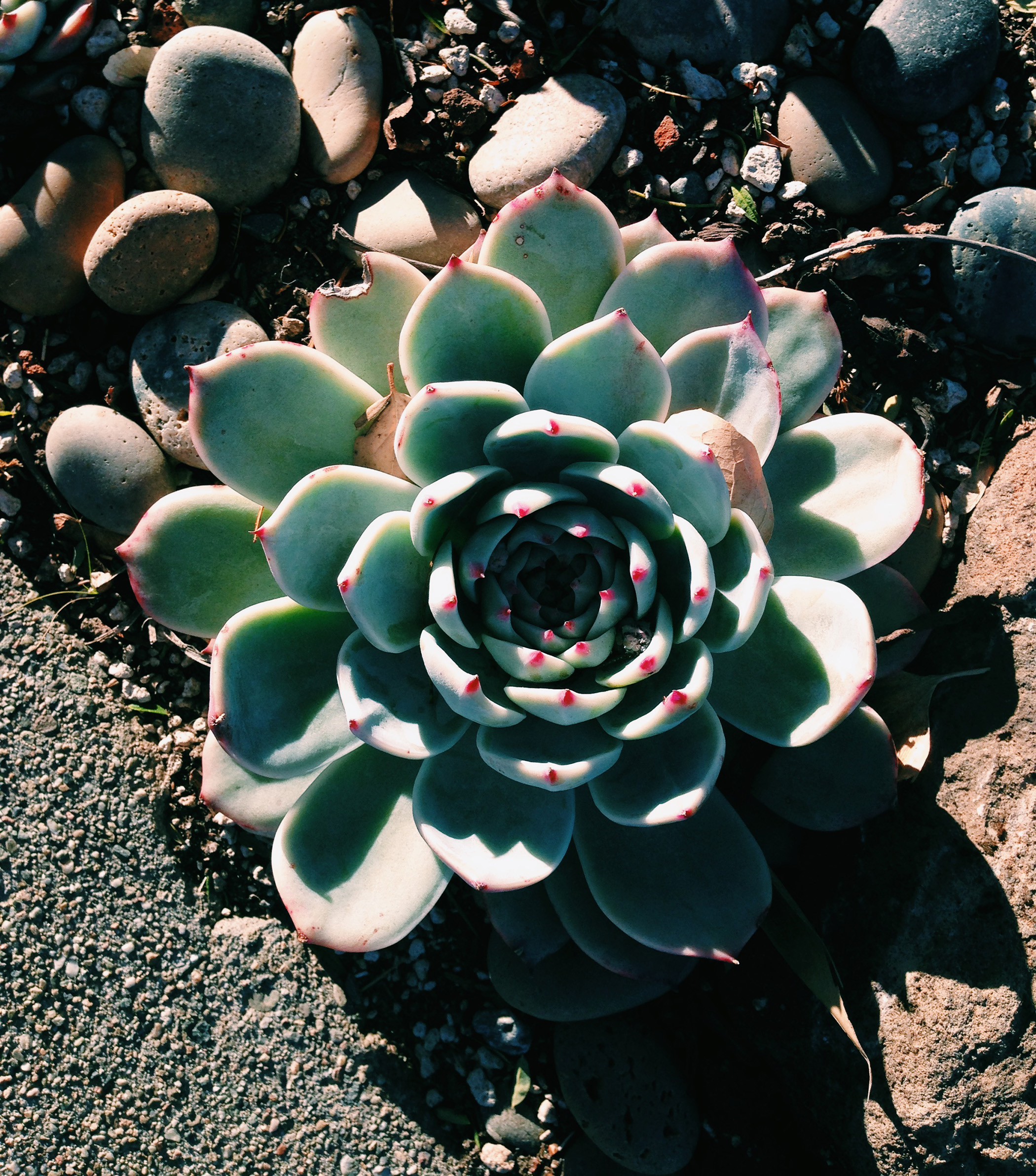 Sempervivum / Darker than Green