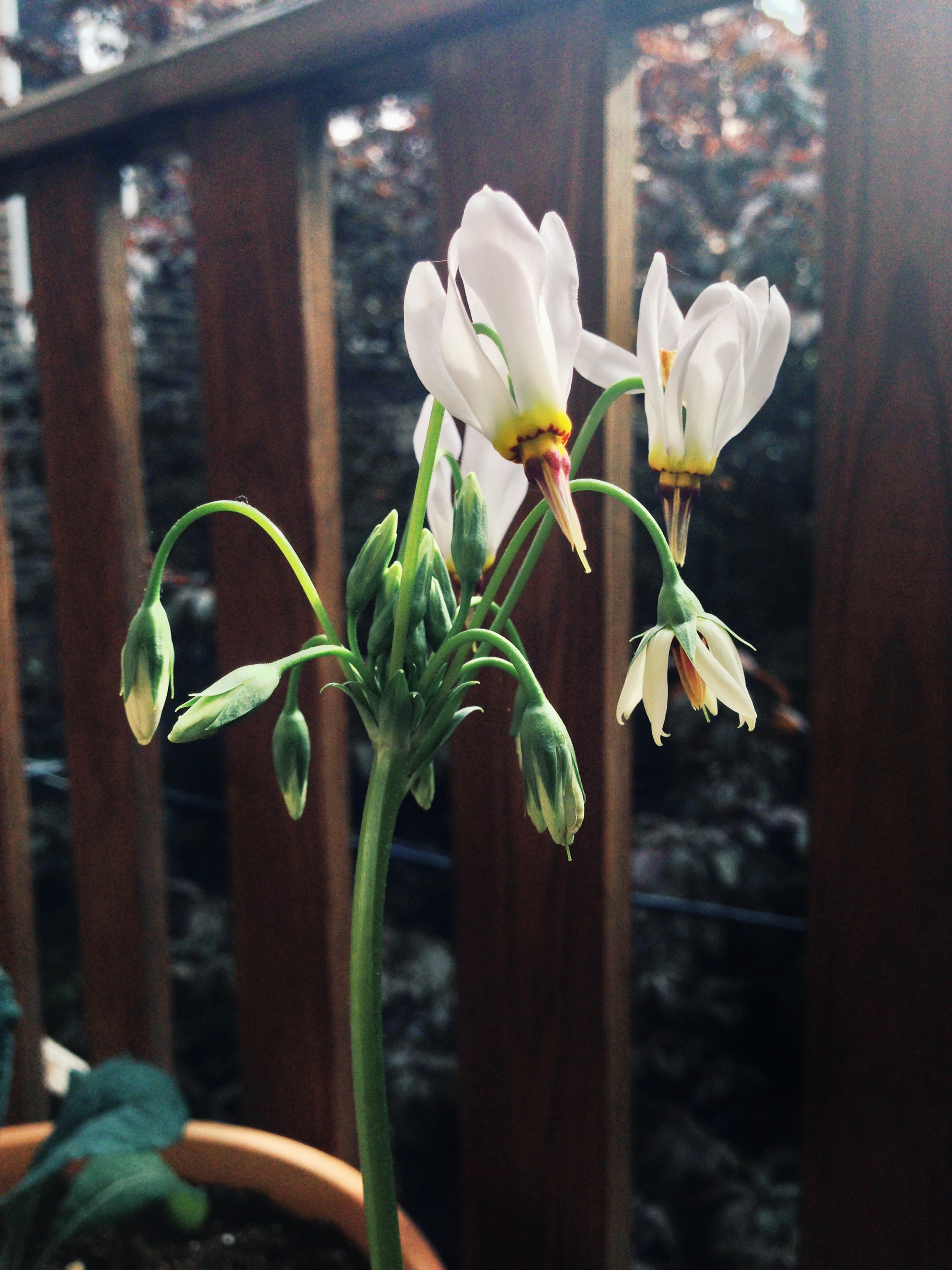 Shooting star plant, Dodecatheon meadia / Darker than Green