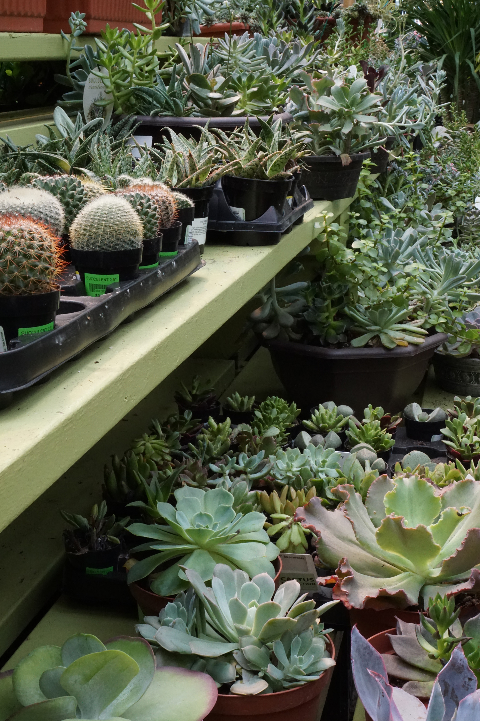 Succulents in Gethsemane Garden Center in Chicago / Darker than Green