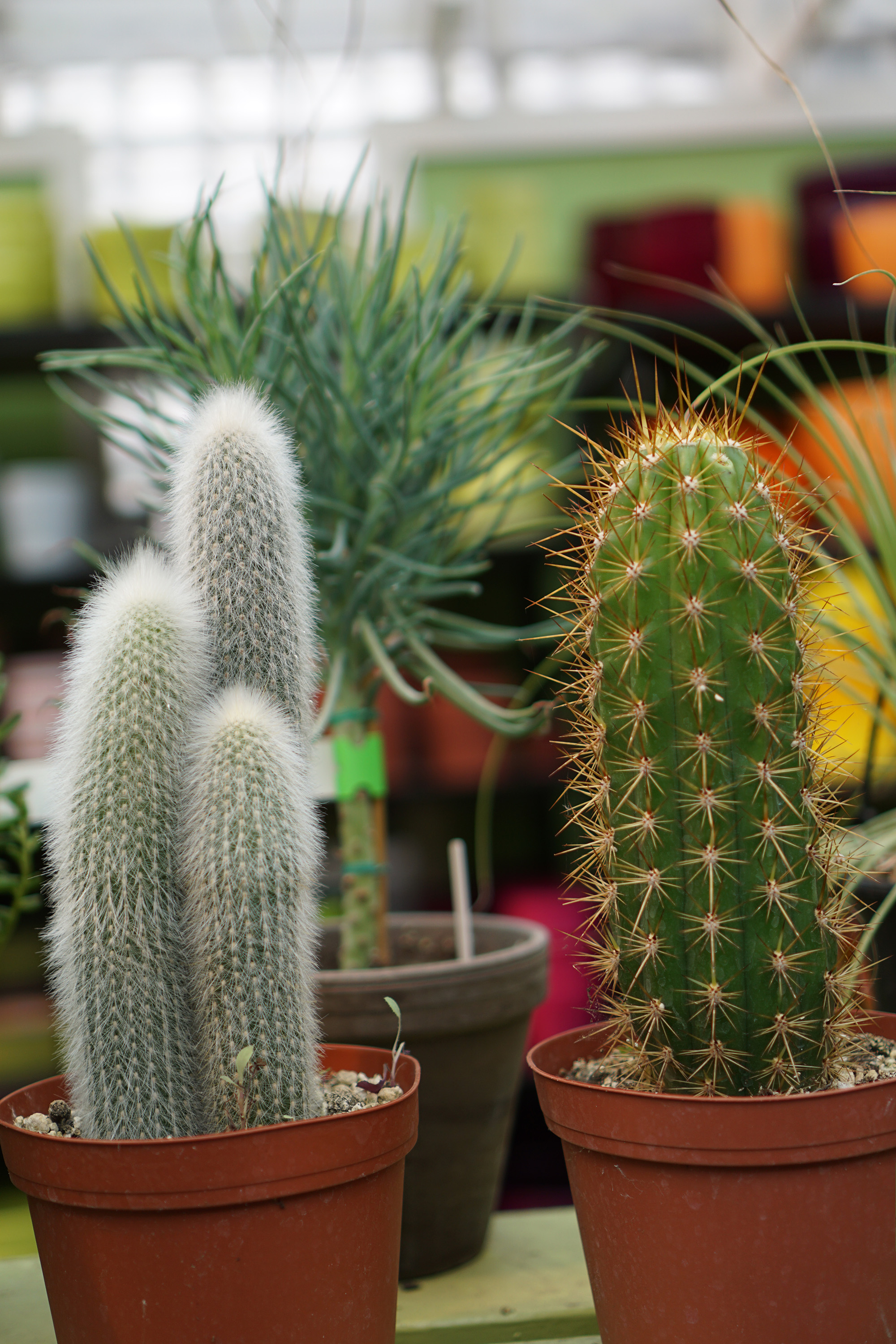 Cacti in Gethsemane Garden Center in Chicago / Darker than Green