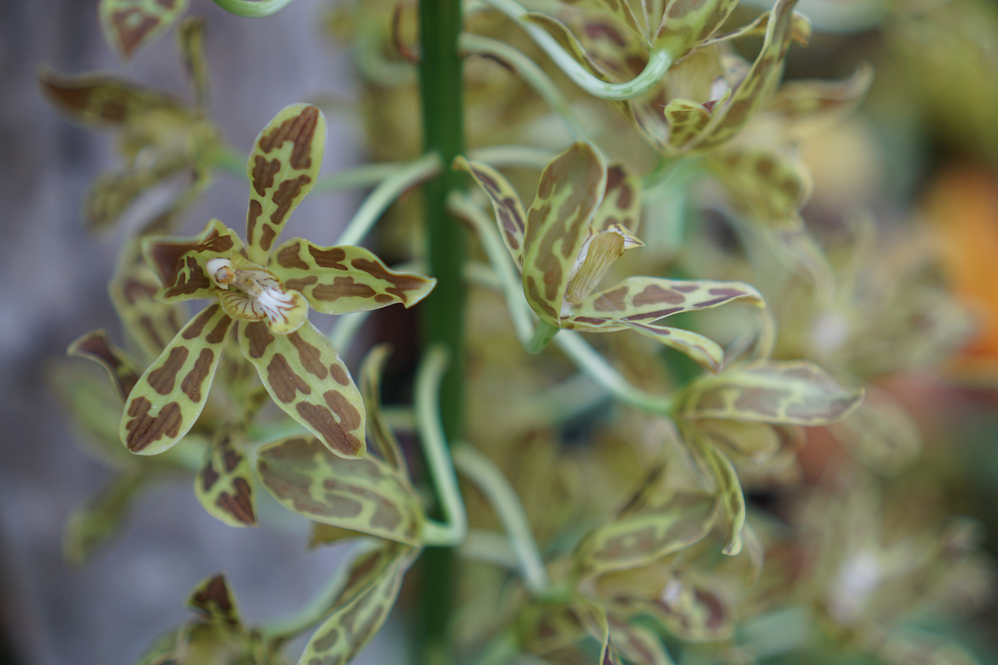 Orchid in Gethsemane Garden Center in Chicago / Darker than Green