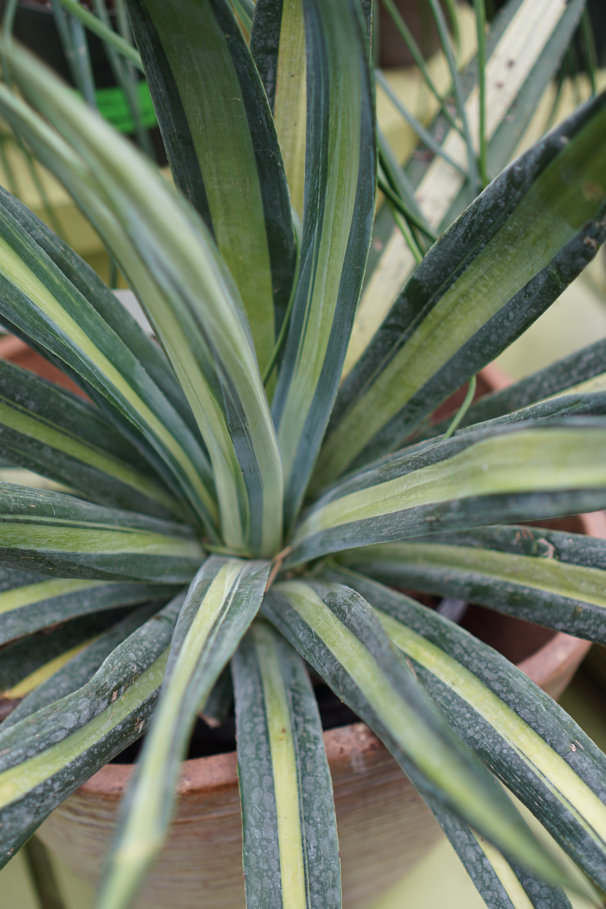 Agave in Gethsemane Garden Center in Chicago / Darker than Green