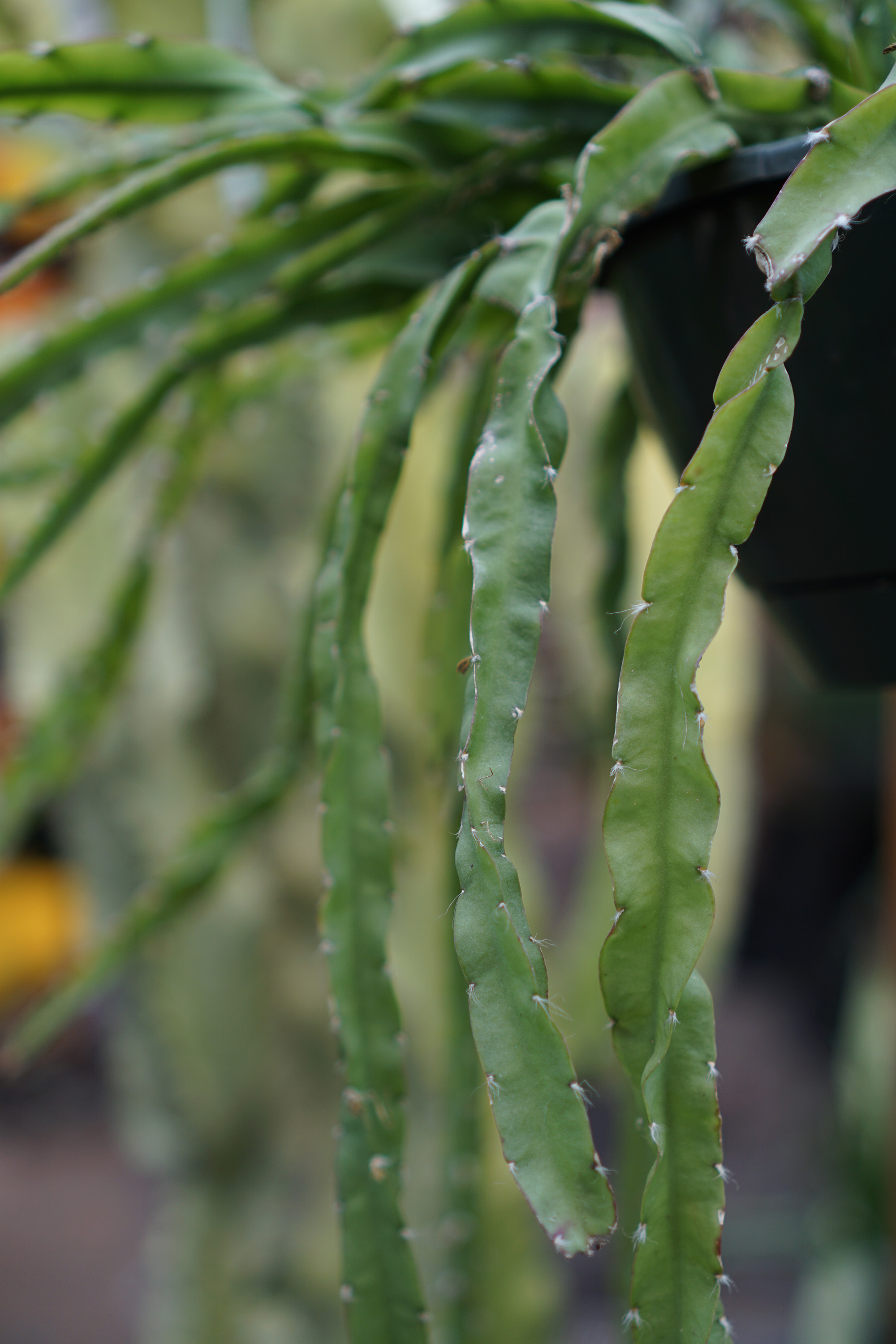 Cactus in Gethsemane Garden Center in Chicago / Darker than Green