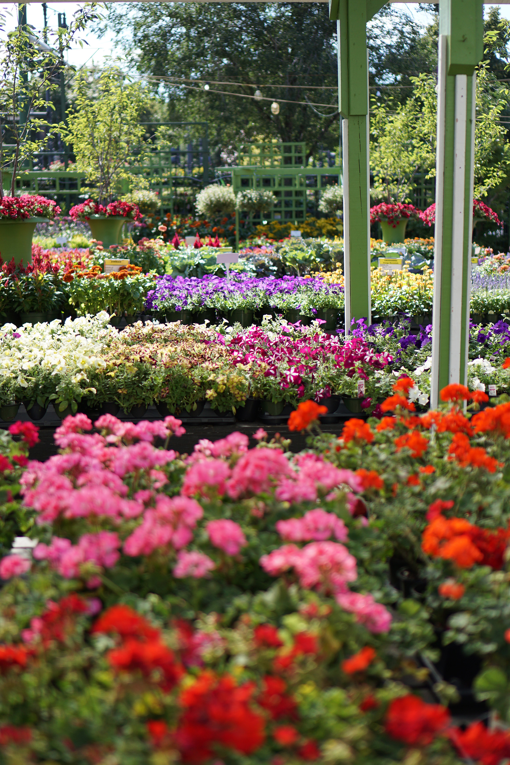 Annuals in Gethsemane Garden Center in Chicago / Darker than Green