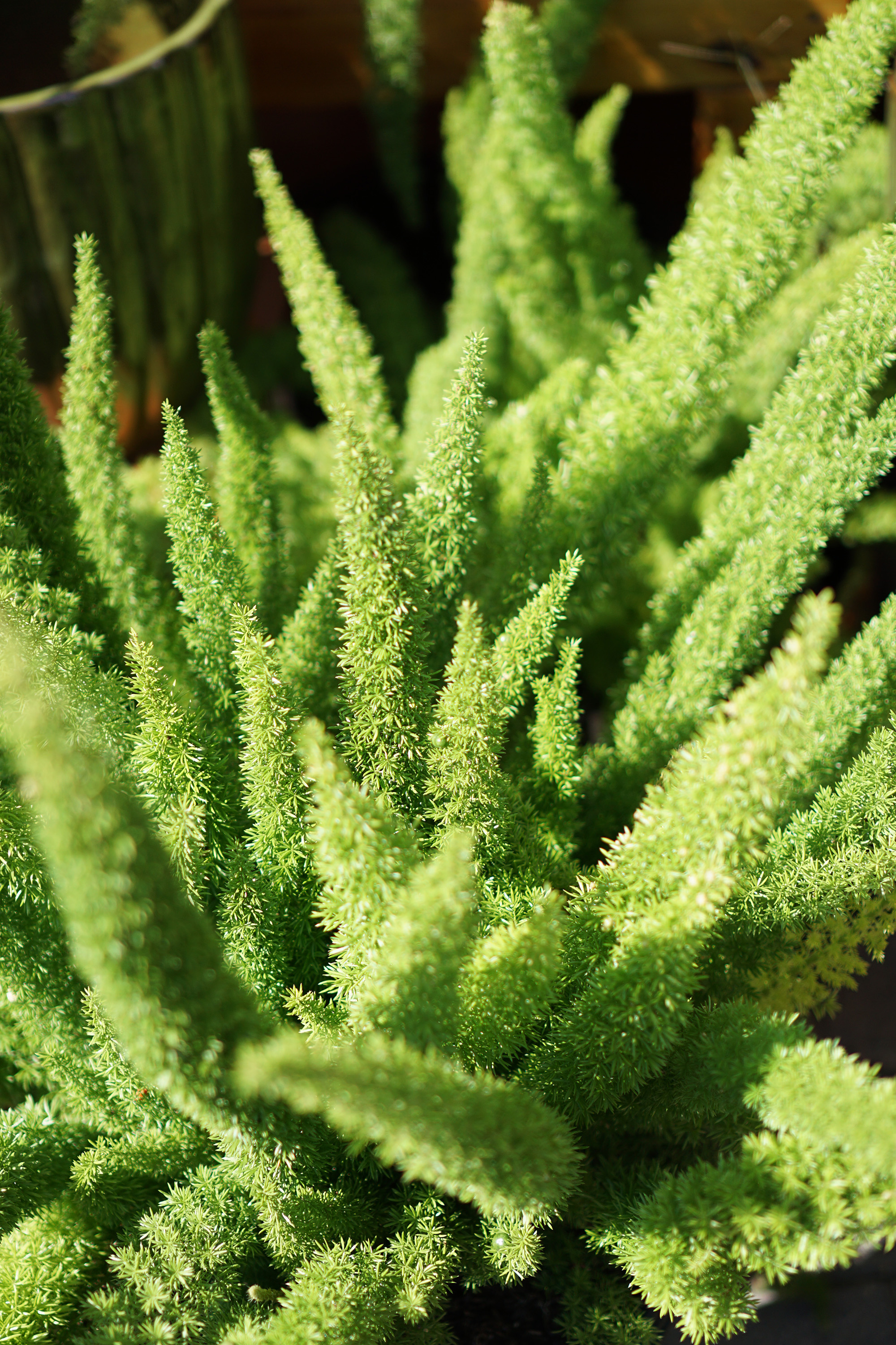 Asparagus fern in Gethsemane Garden Center in Chicago / Darker than Green