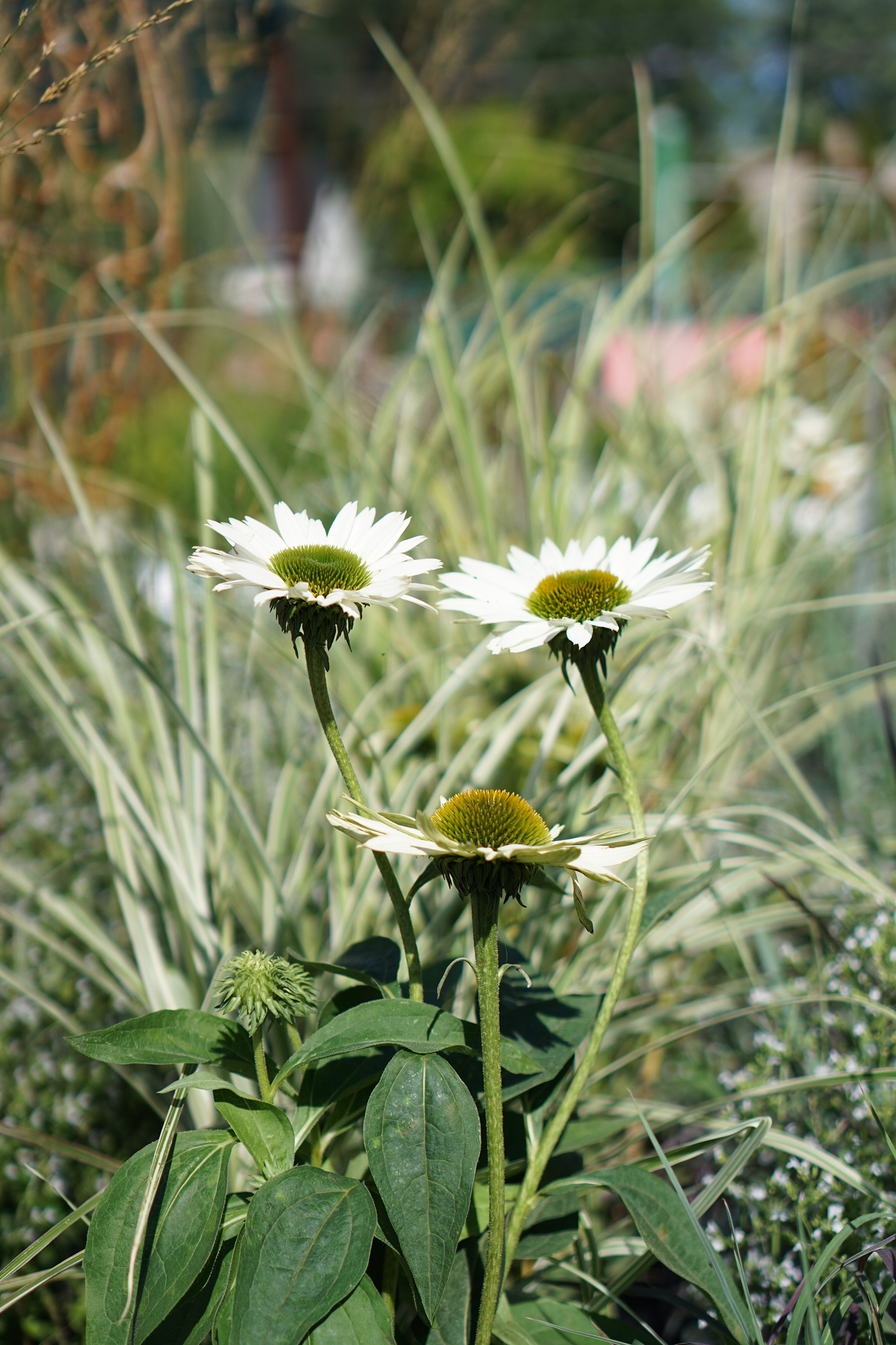 Perennials in Gethsemane Garden Center in Chicago / Darker than Green