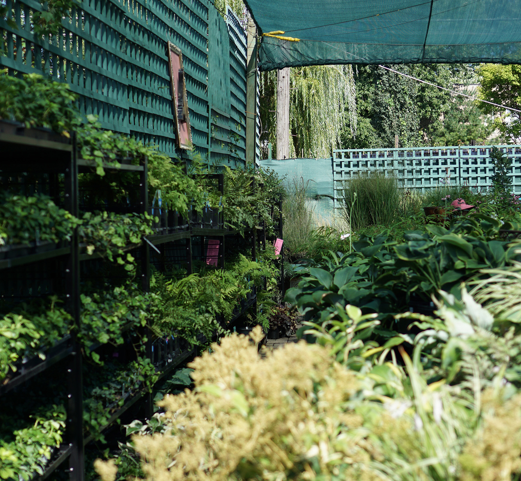 Perennials in Gethsemane Garden Center in Chicago / Darker than Green