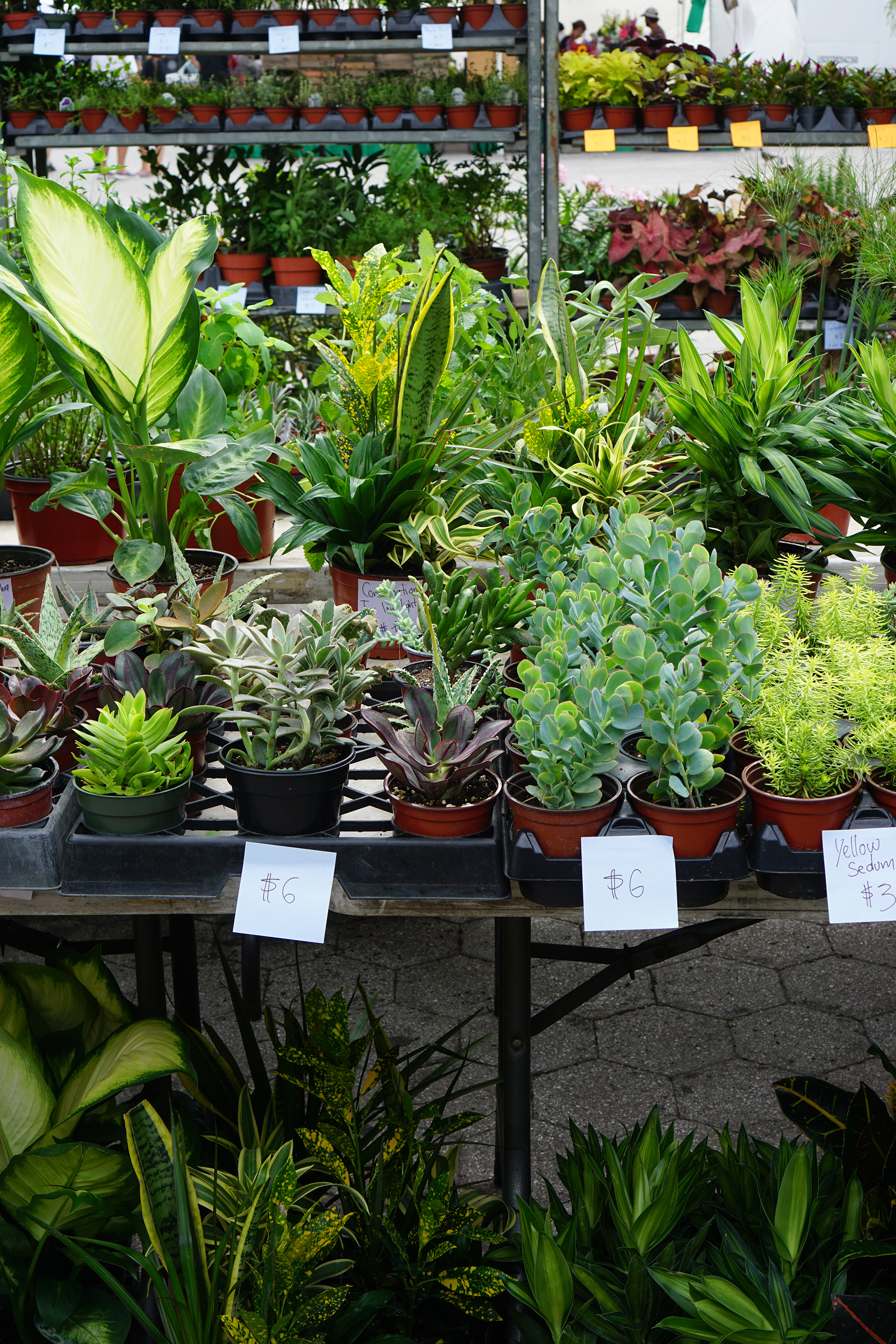 Plants at the Union Square Greenmarket / NYC Green City Guide / Darker than Green