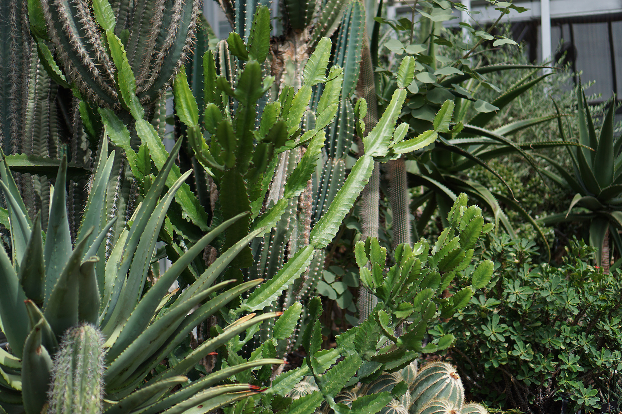 Desert house at the Chicago Botanic Garden / Darker than Green