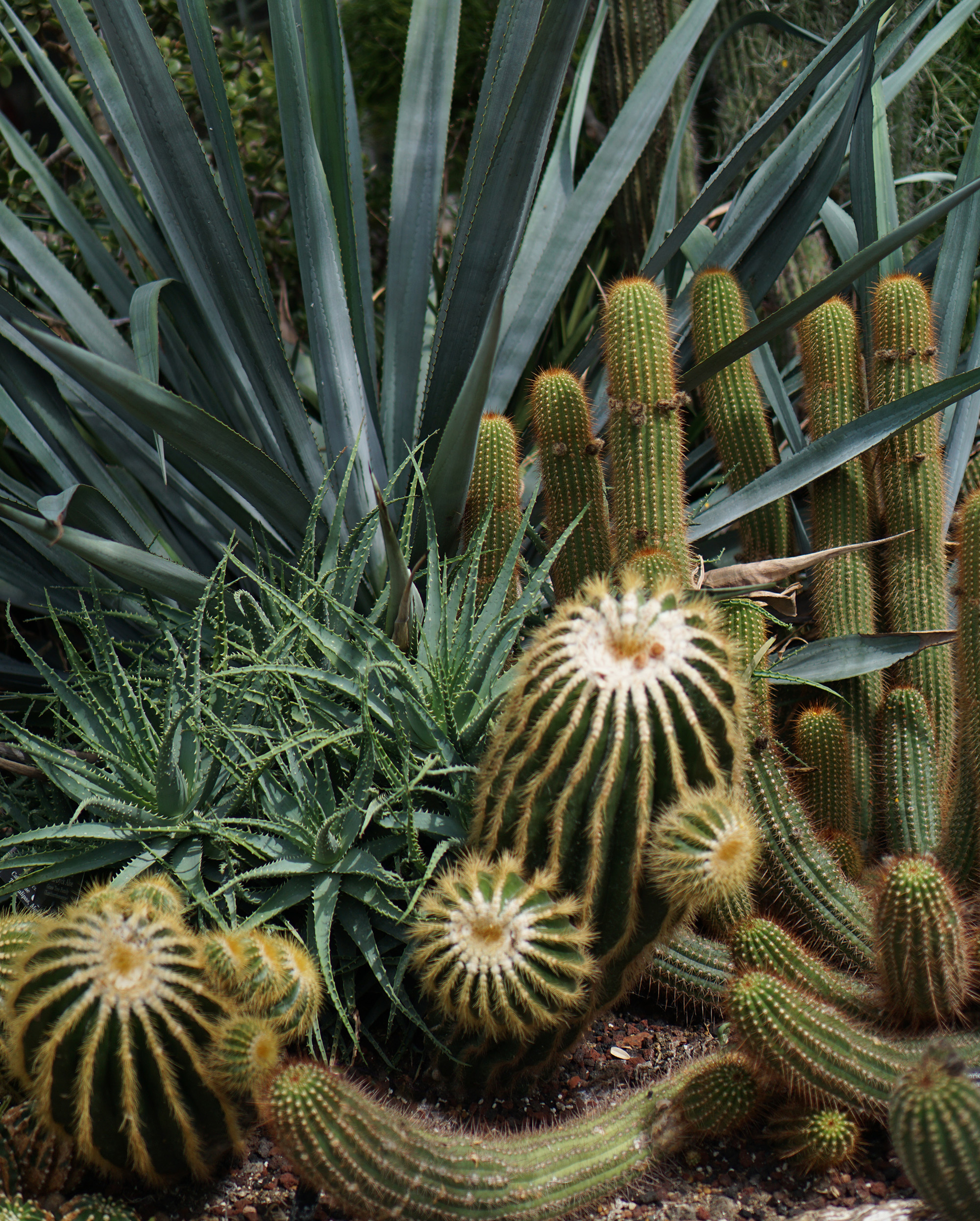 Cacti at the Chicago Botanic Garden / Darker than Green