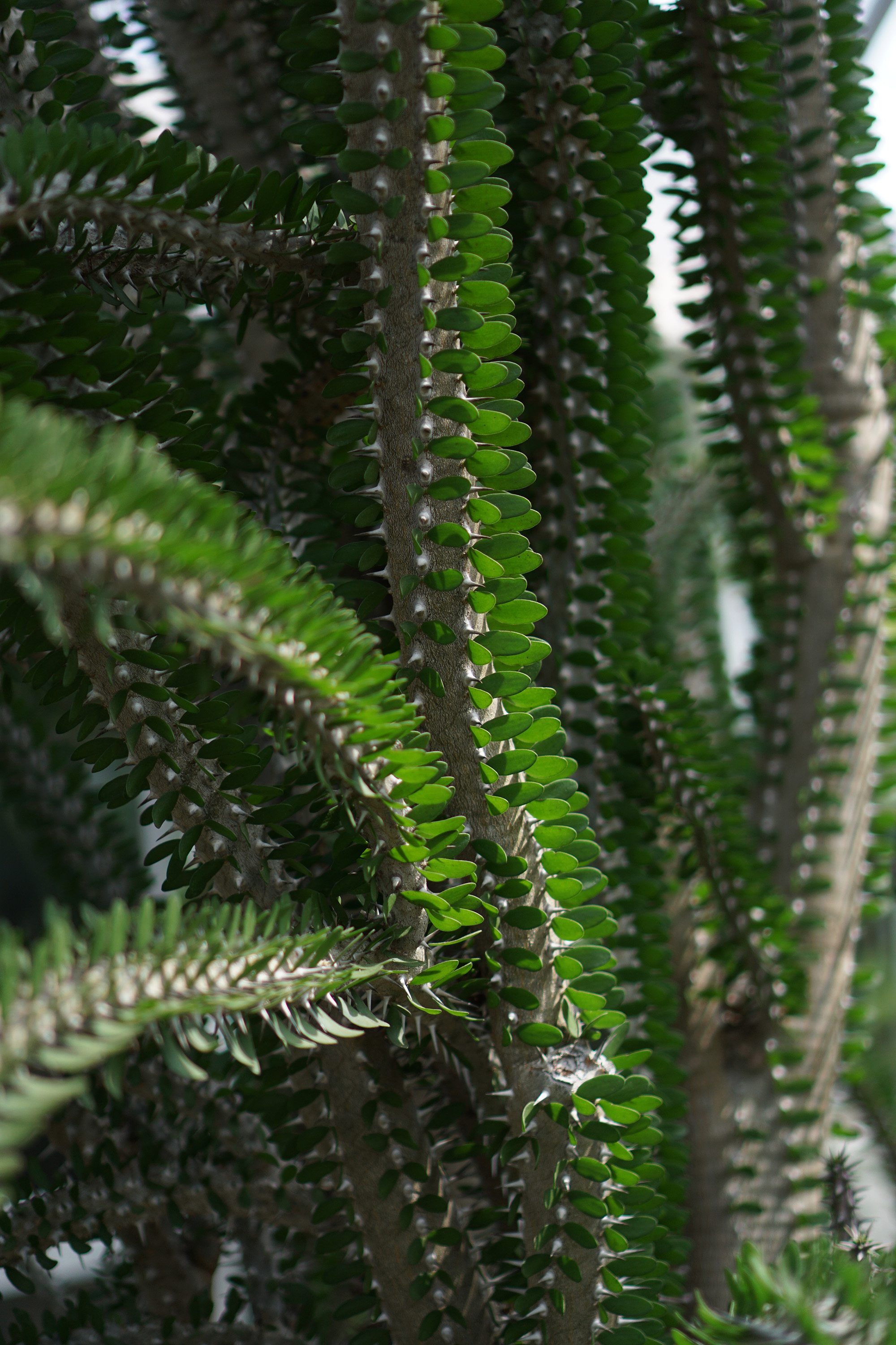 Alluadia procera, Chicago Botanic Garden / Darker than Green