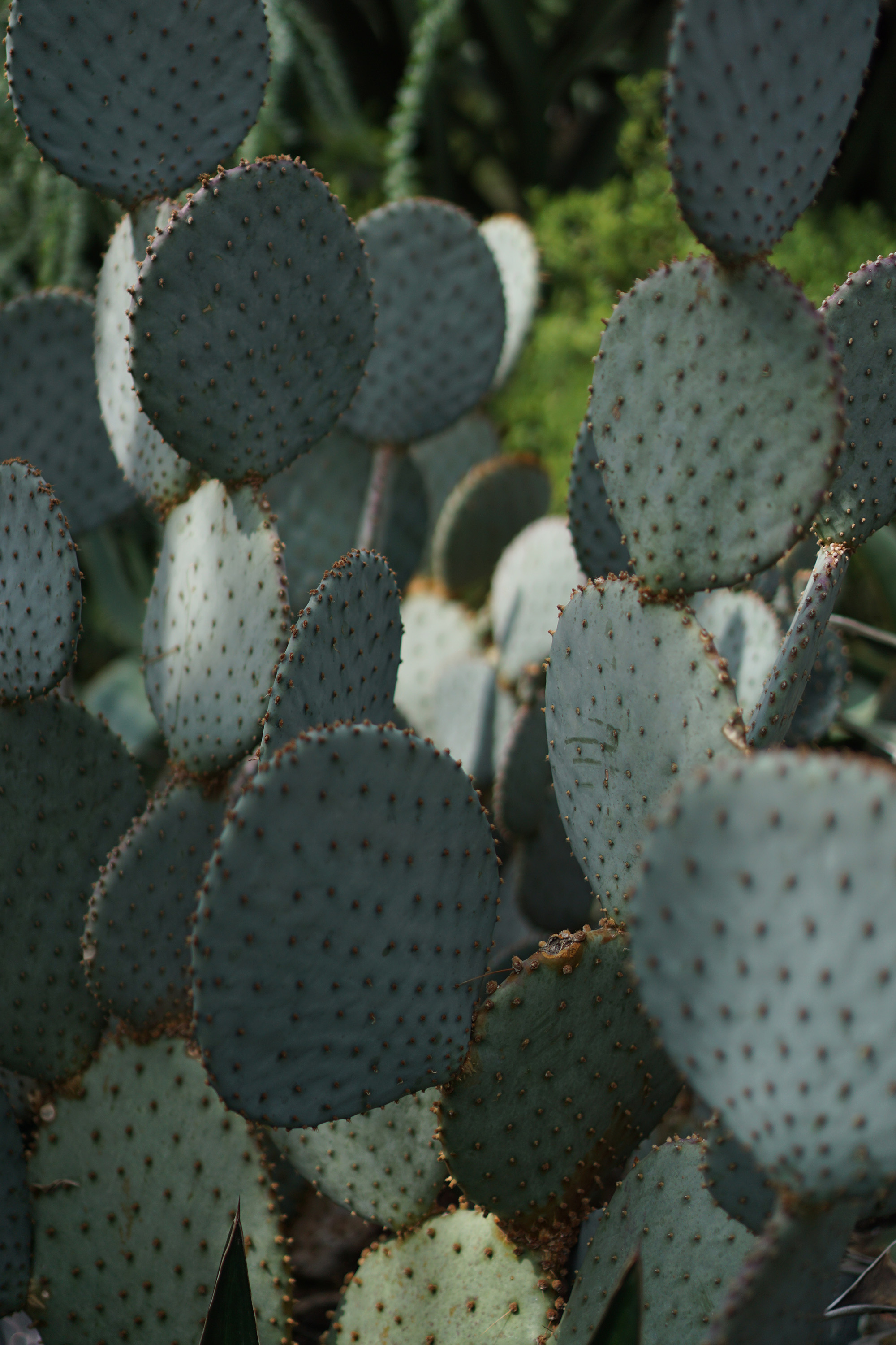 Cacti at the Chicago Botanic Garden / Darker than Green