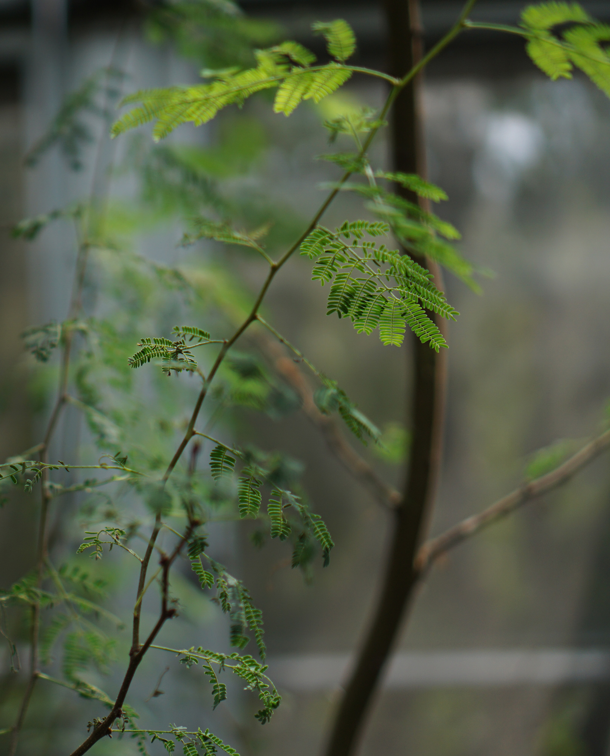 In the desert house, Chicago Botanic Garden / Darker than Green