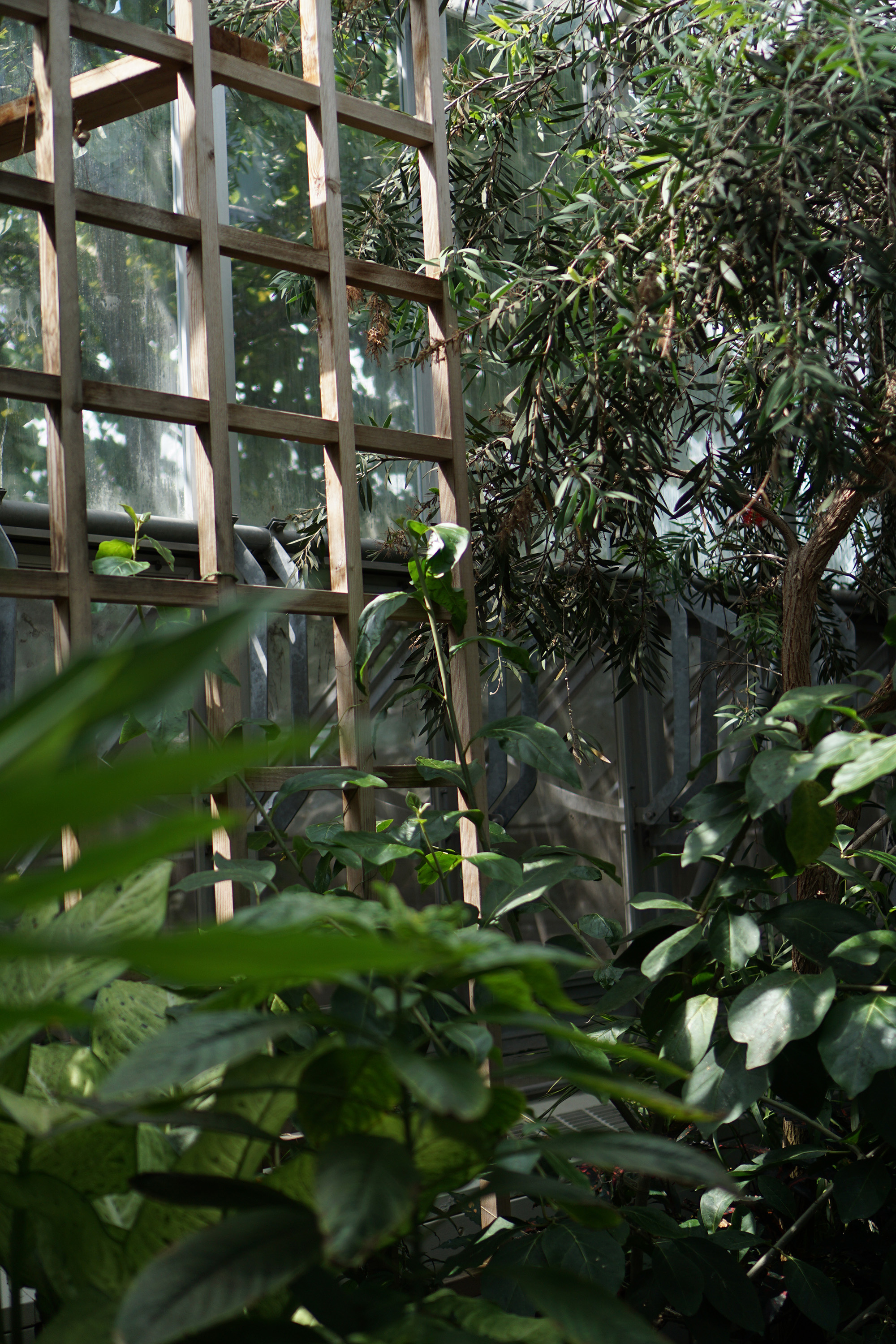 Tropical house, Chicago Botanic Garden / Darker than Green