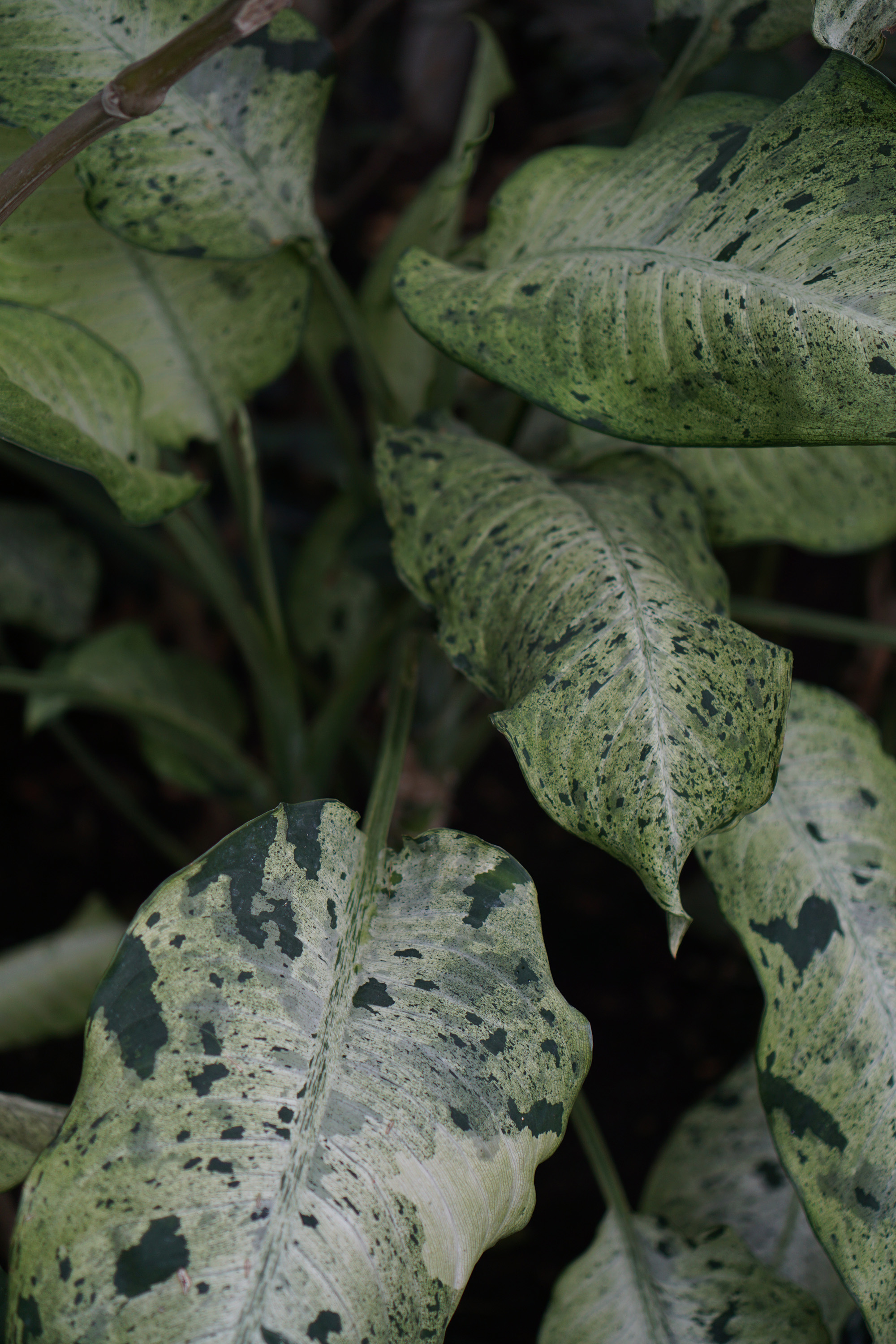 In the tropical house, Chicago Botanic Garden / Darker than Green