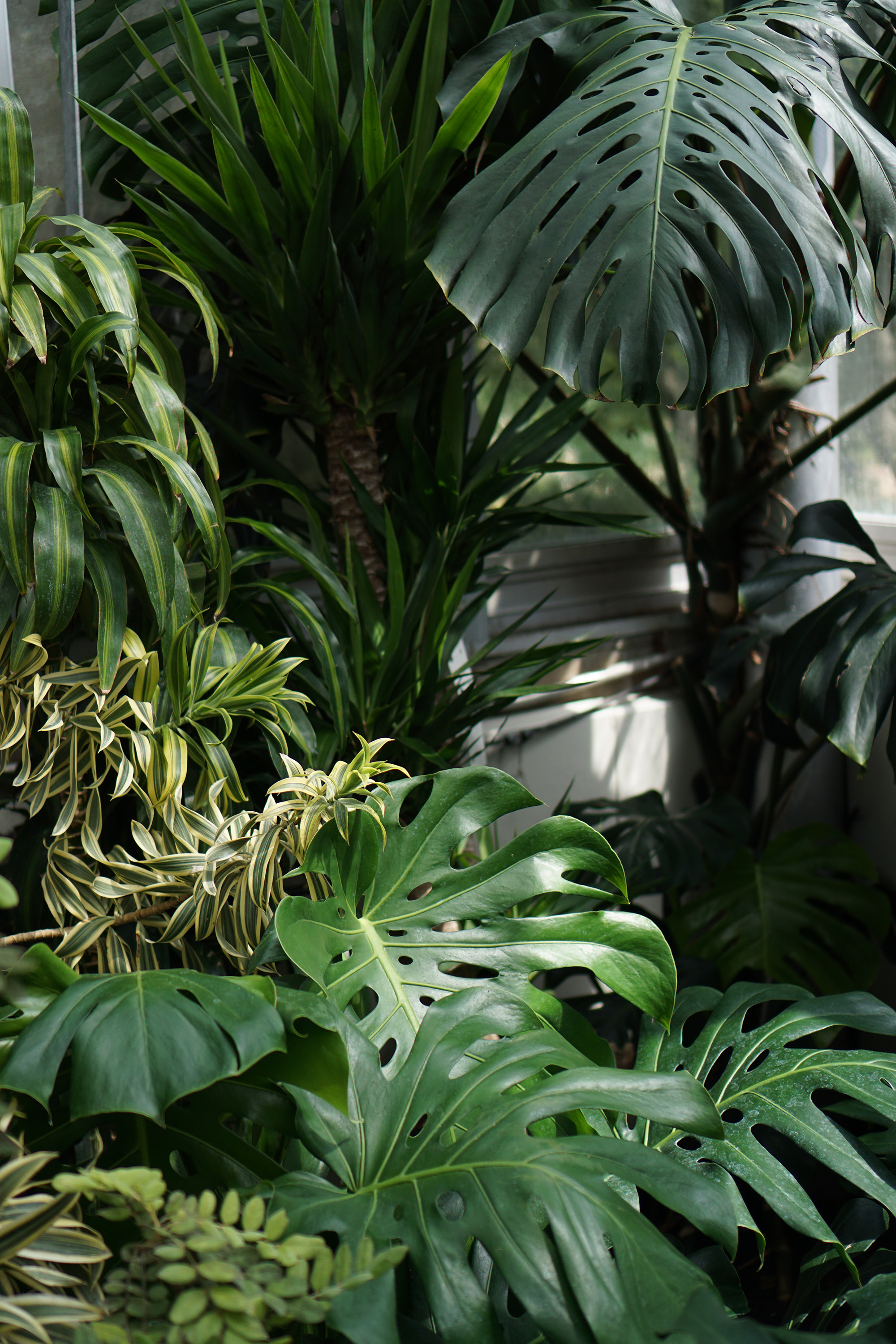 Monstera deliciosa in the Tropical house, Chicago Botanic Garden / Darker than Green