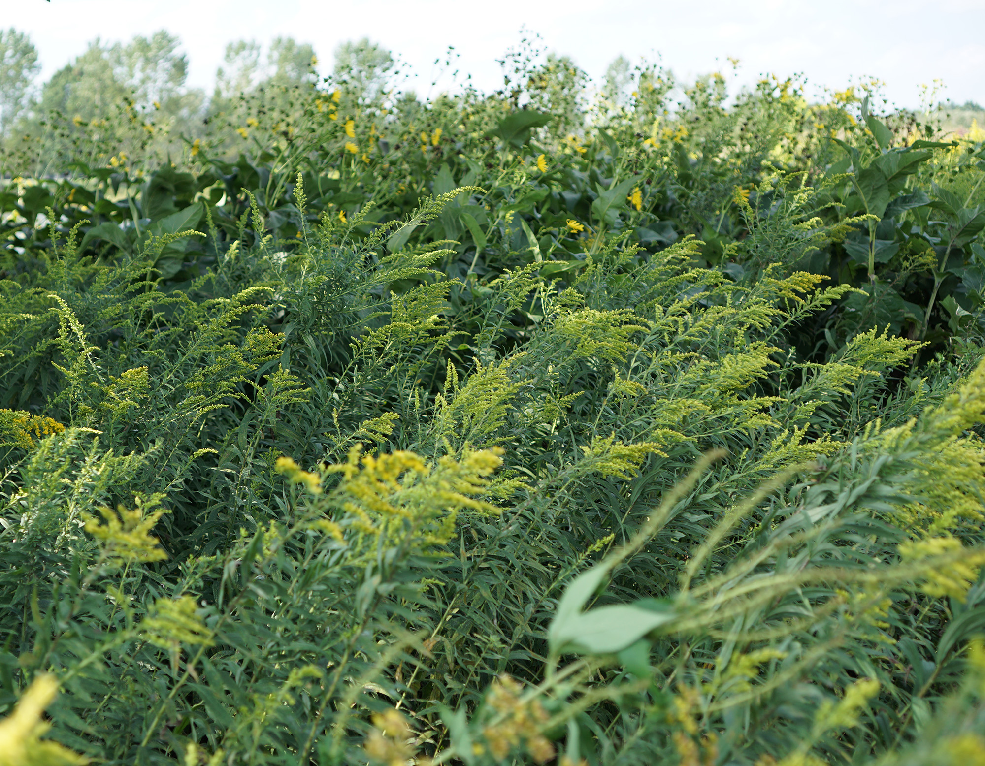 Tallgrass prairie, Chicago Botanic Garden / Darker than Green