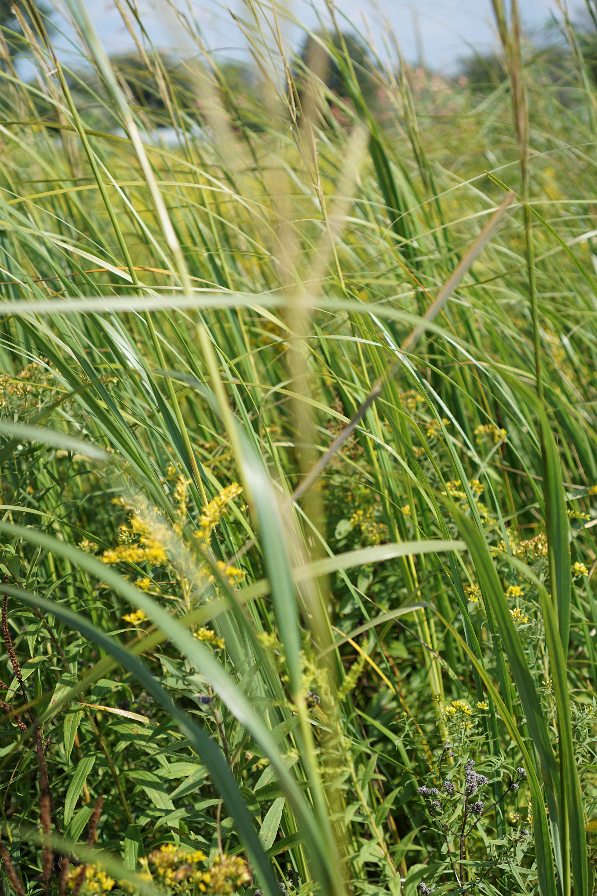 Grasses in the tallgrass prairie, Chicago Botanic Garden / Darker than Green