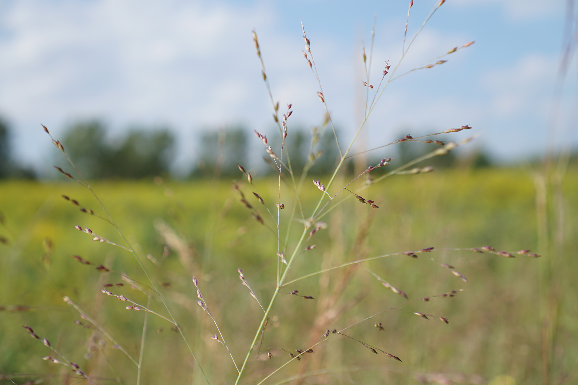 In the tallgrass prairie, Chicago Botanic Garden / Darker than Green