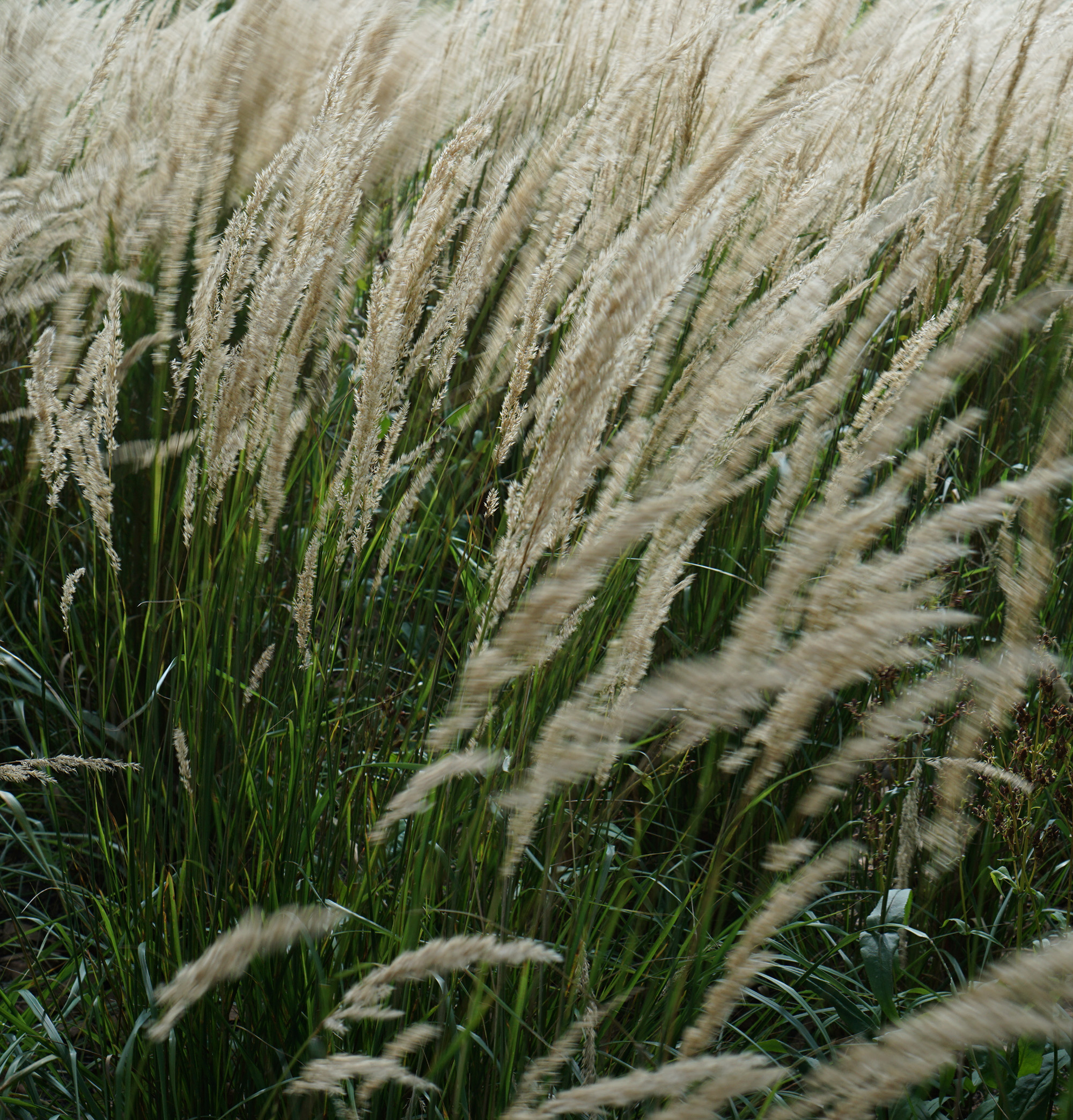 Grasses at the Chicago Botanic Garden / Darker than Green