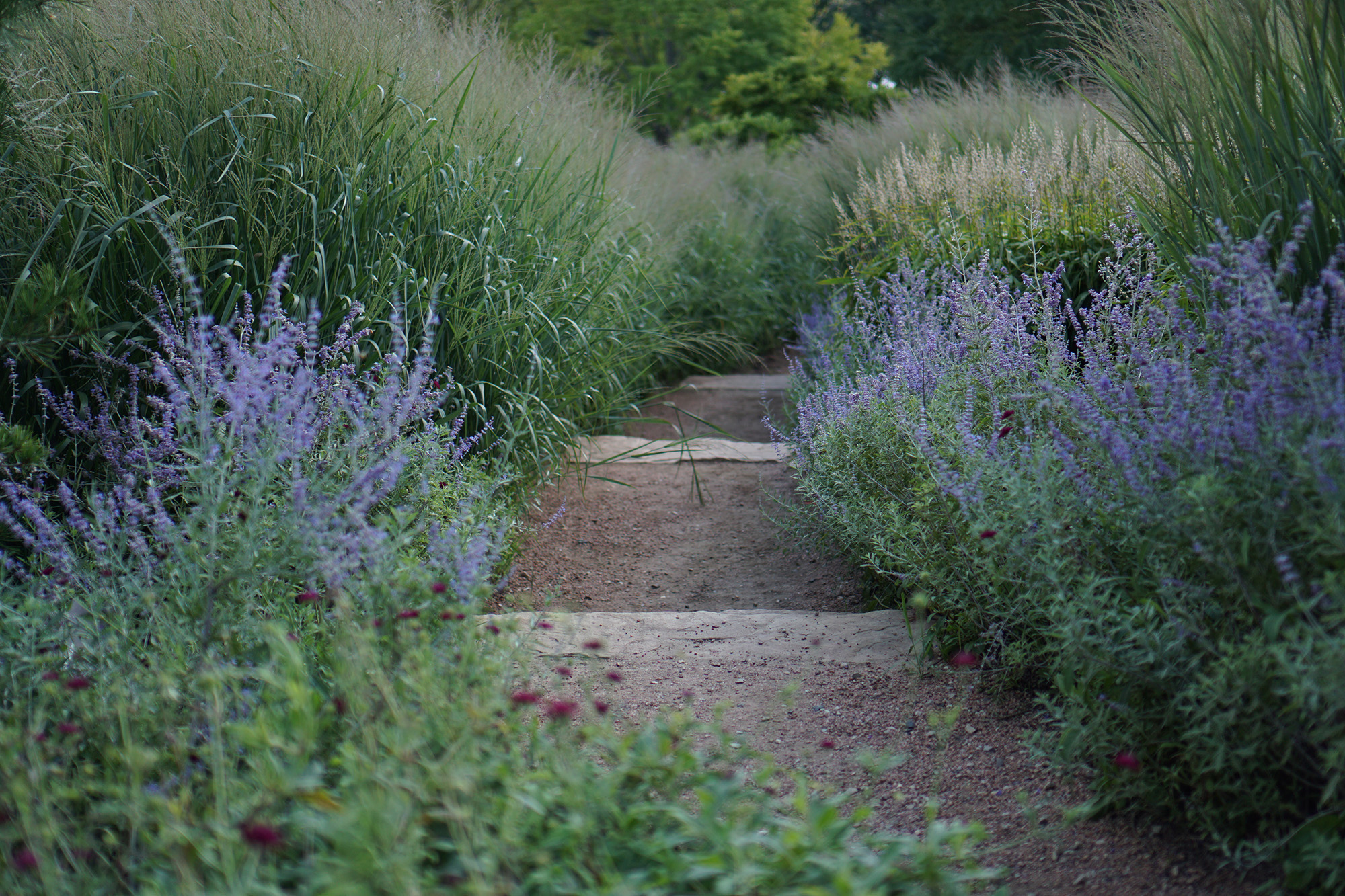 Russian sage at Council Ring, Chicago Botanic Garden / Darker than Green