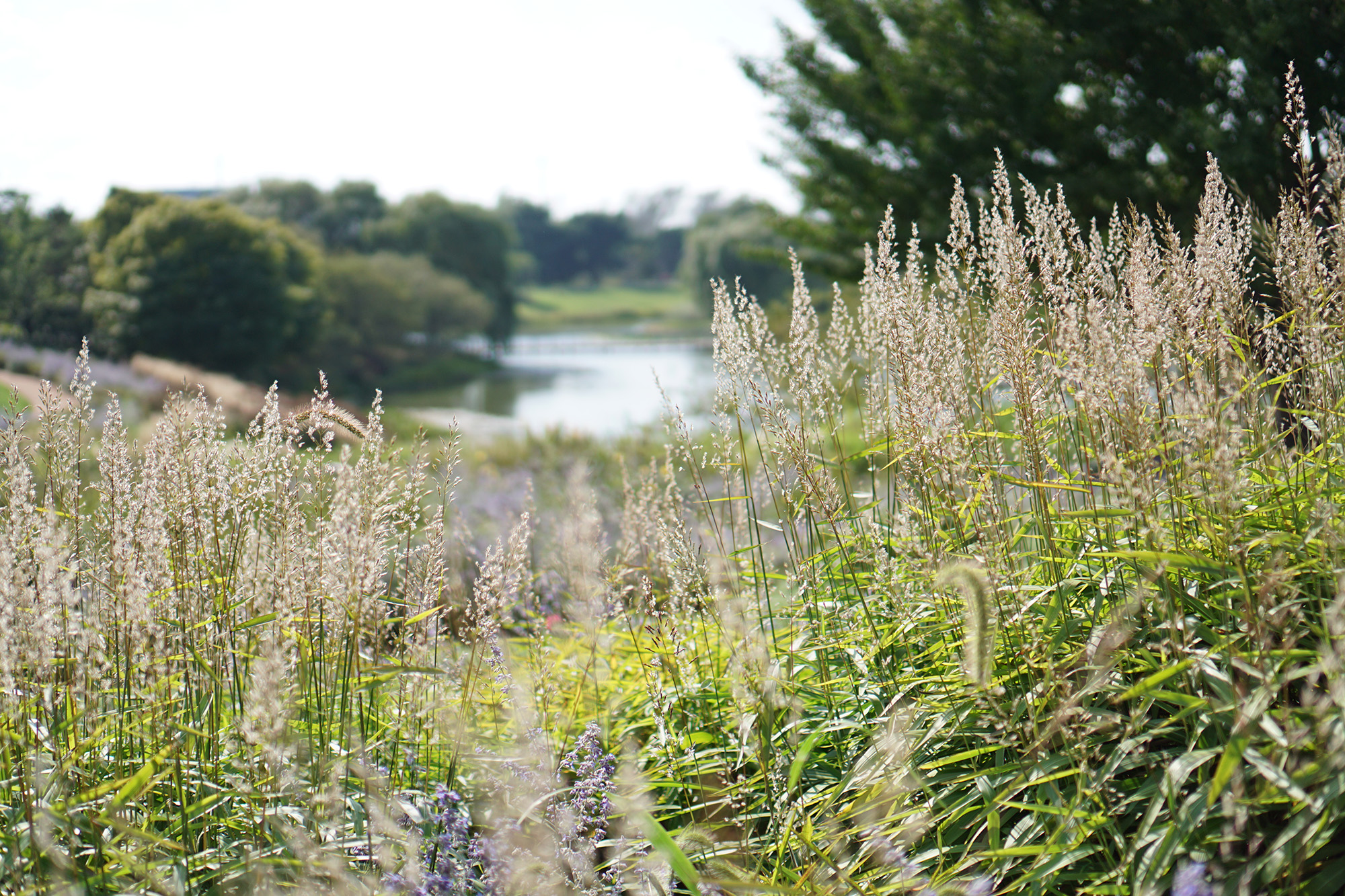 Evening Island, Chicago Botanic Garden / Darker than Green