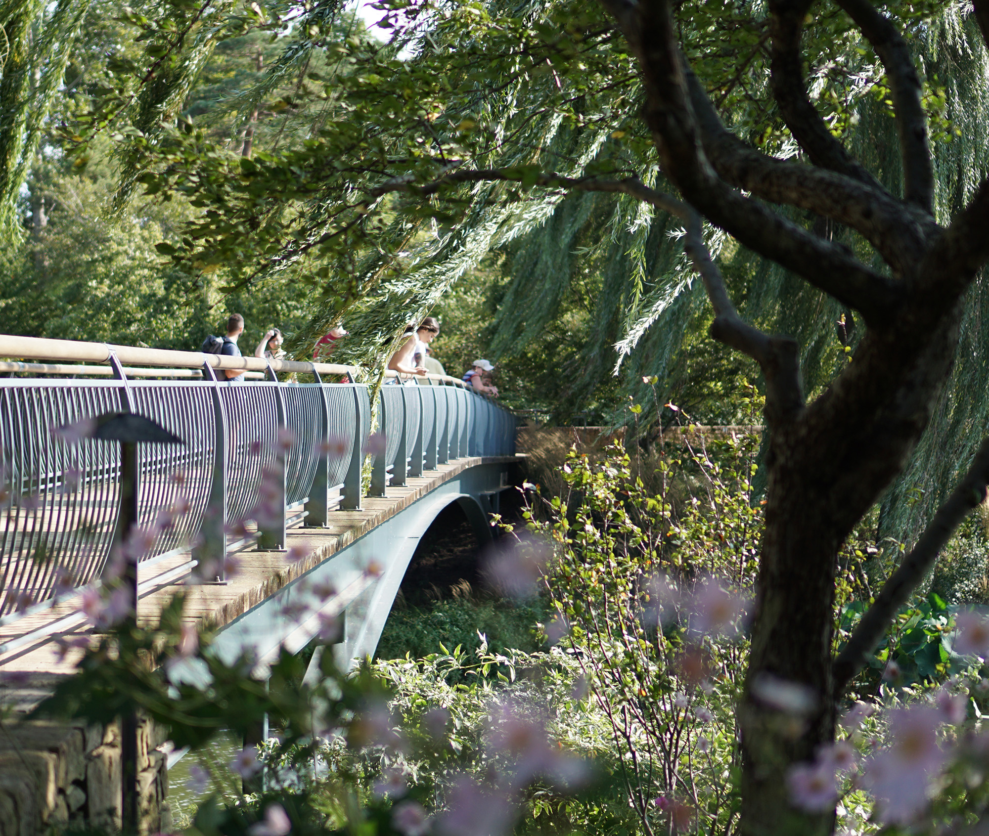 Bridge to Evening Island, Chicago Botanic Garden / Darker than Green