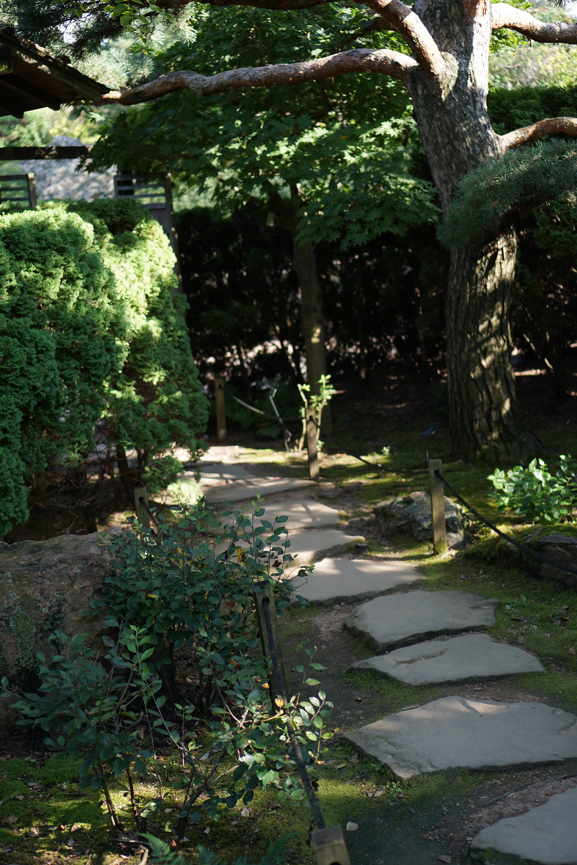 Japanese Garden, Chicago Botanic Garden / Darker than Green