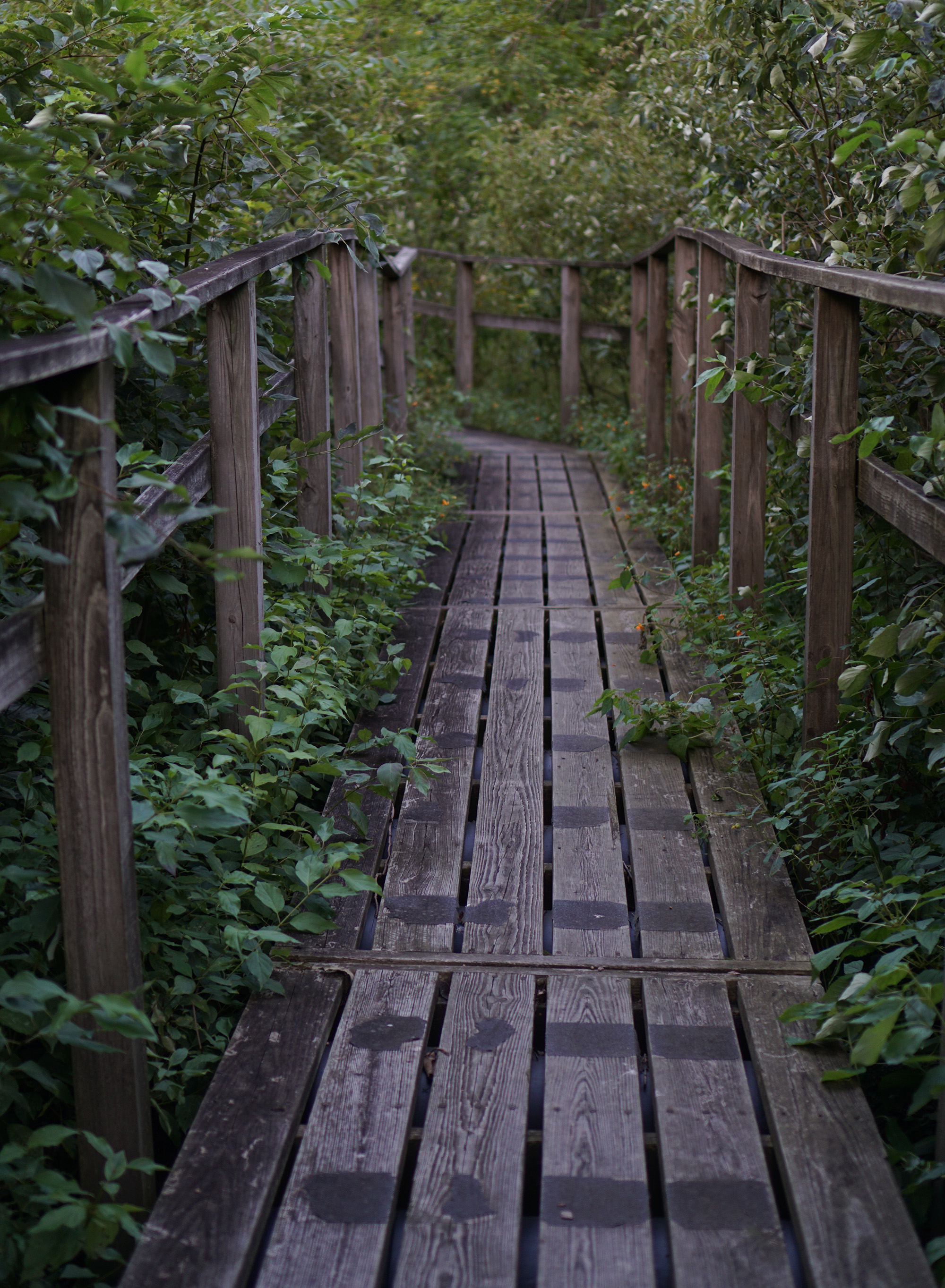 McDonald Woods, Chicago Botanic Garden / Darker than Green