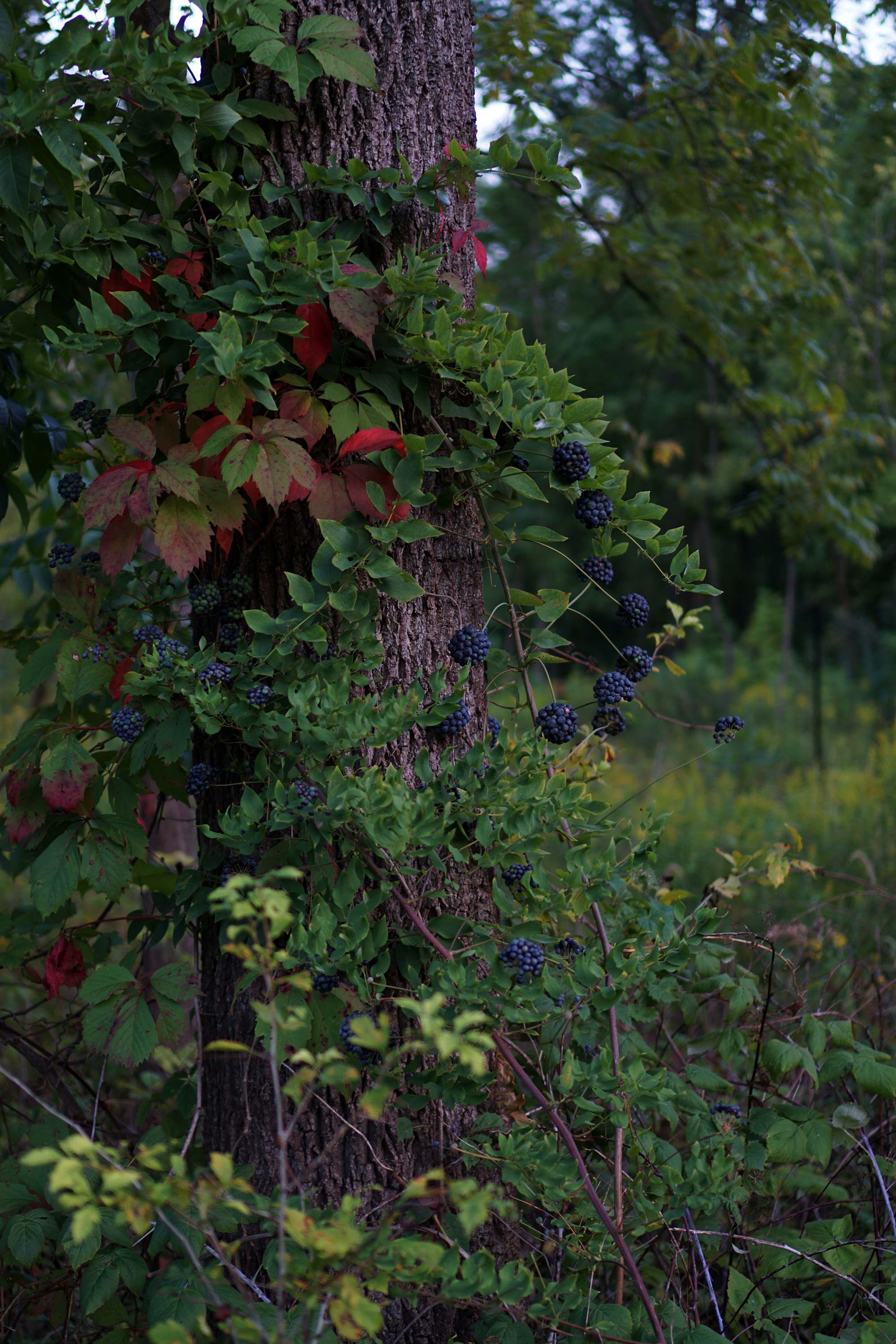 Late summer in the McDonald Woods, Highland Park IL / Darker than Green