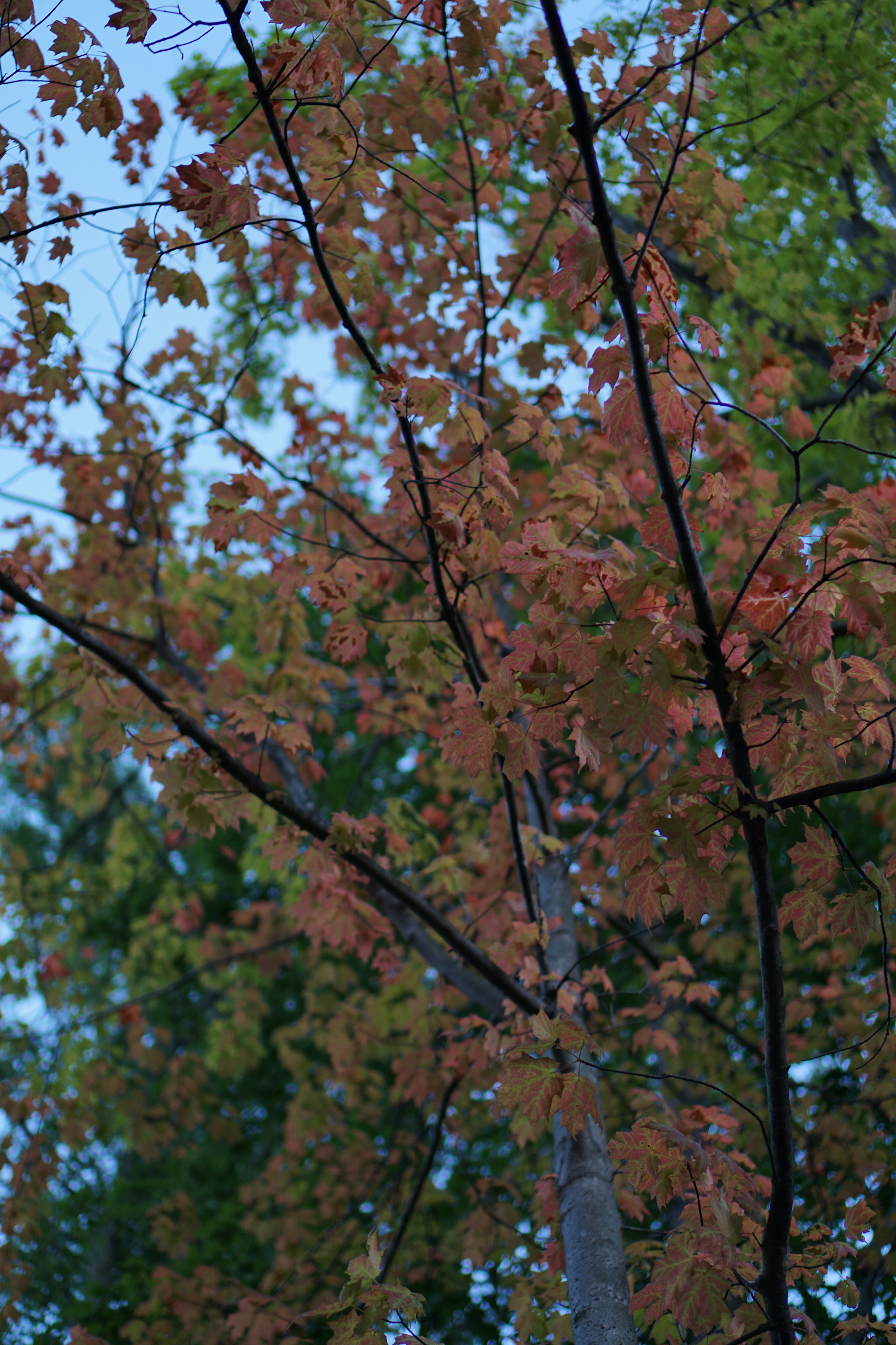 Early fall in the McDonald Woods, Highland Park IL / Darker than Green