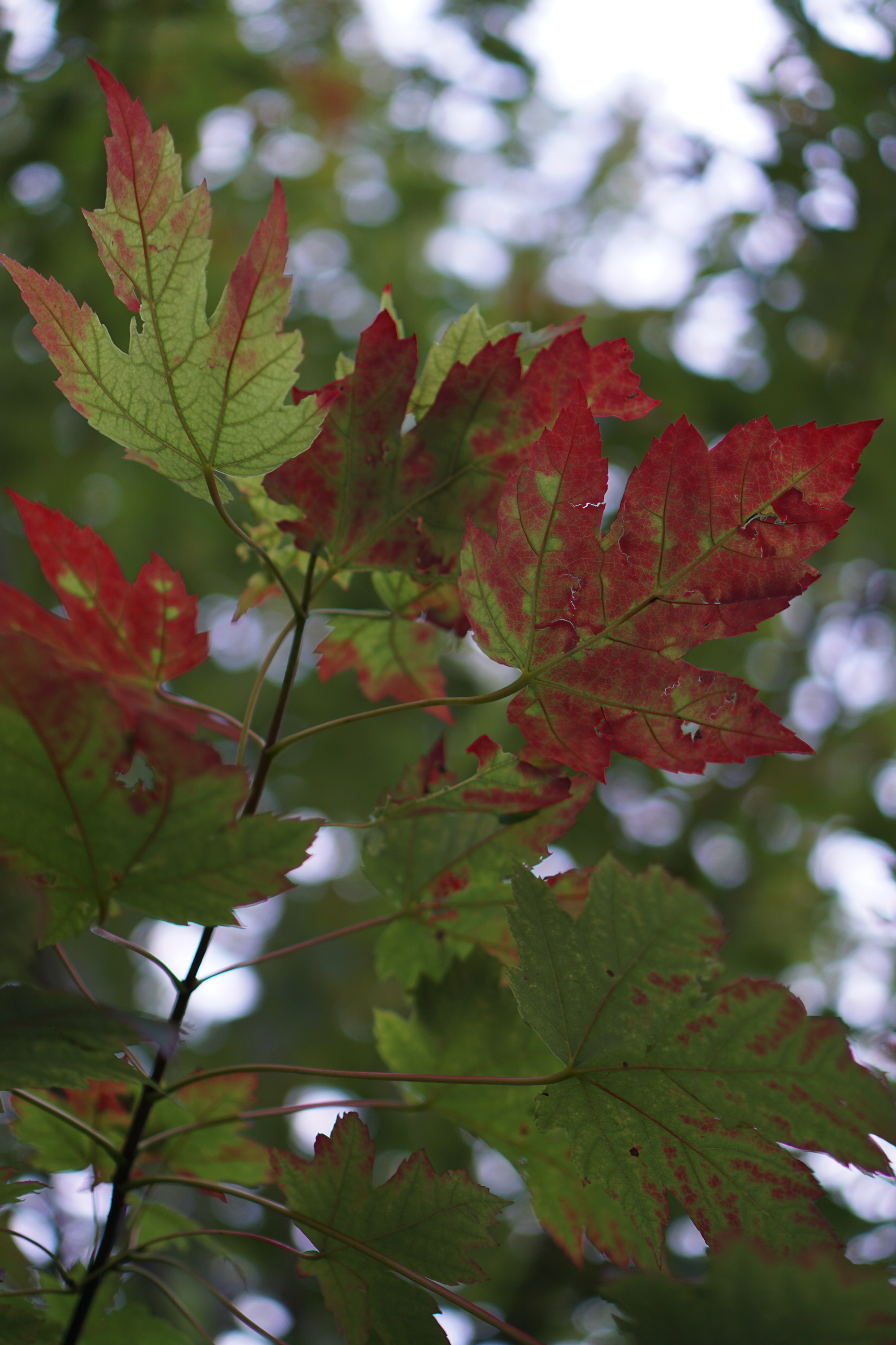 Turning maple leaves in early fall / Darker than Green