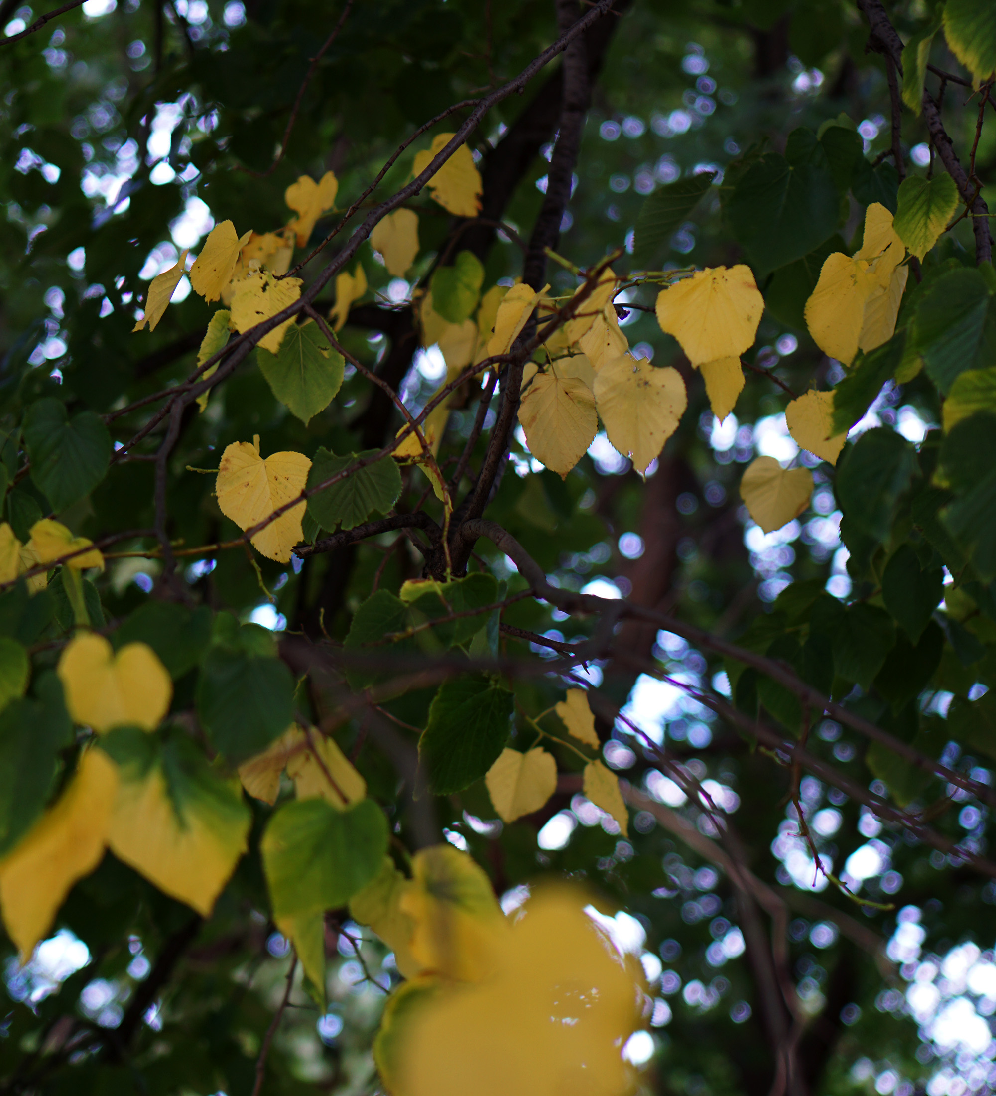 Leaves turning yellow / Darker than Green