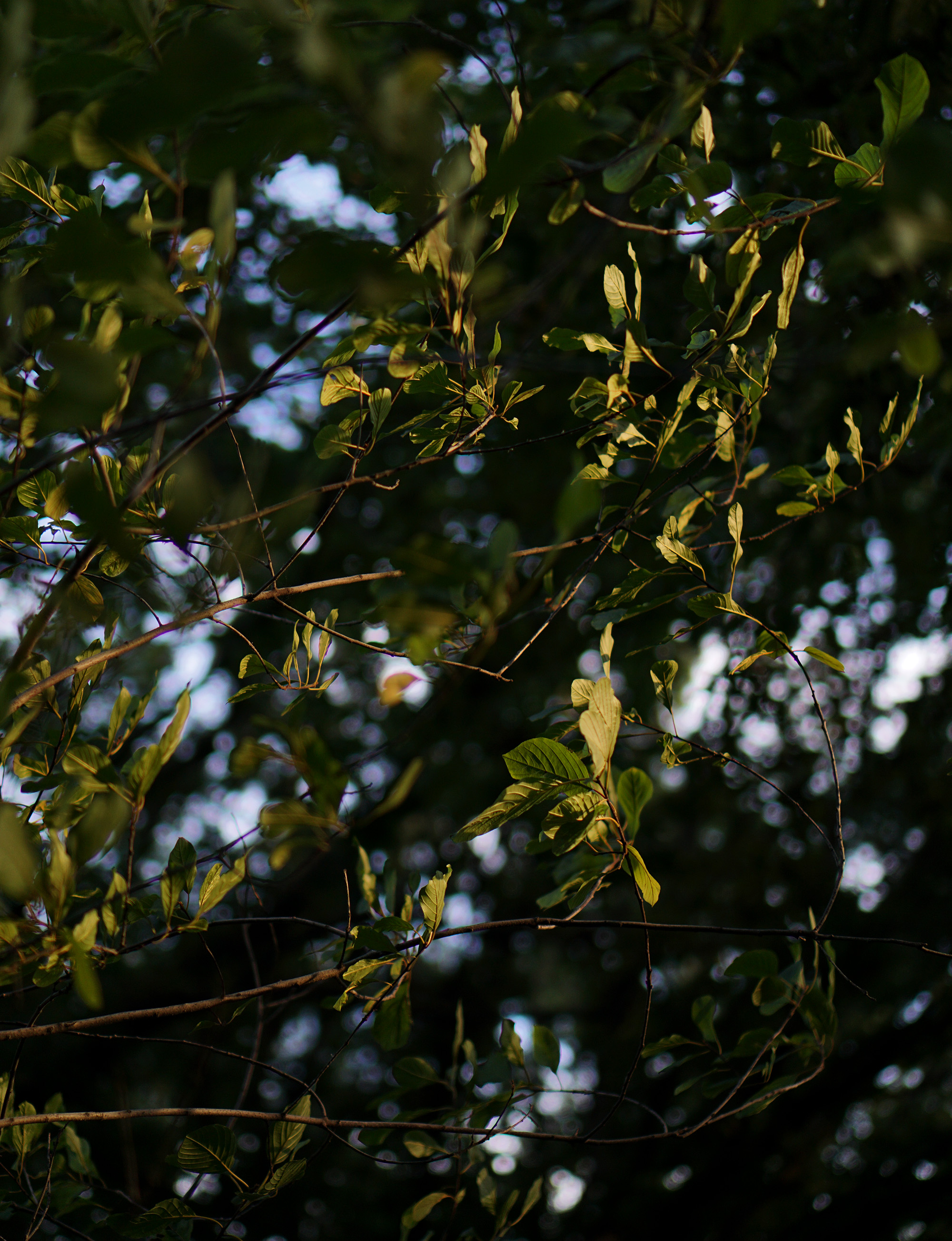 Green leaves at sunset / Darker than Green