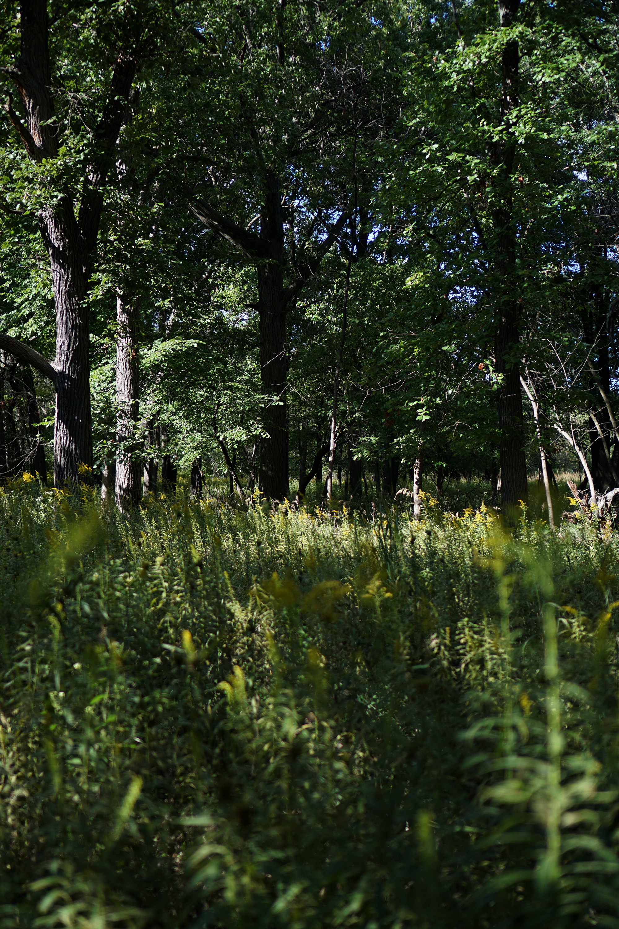 North Park Village Nature Center / Darker than Green