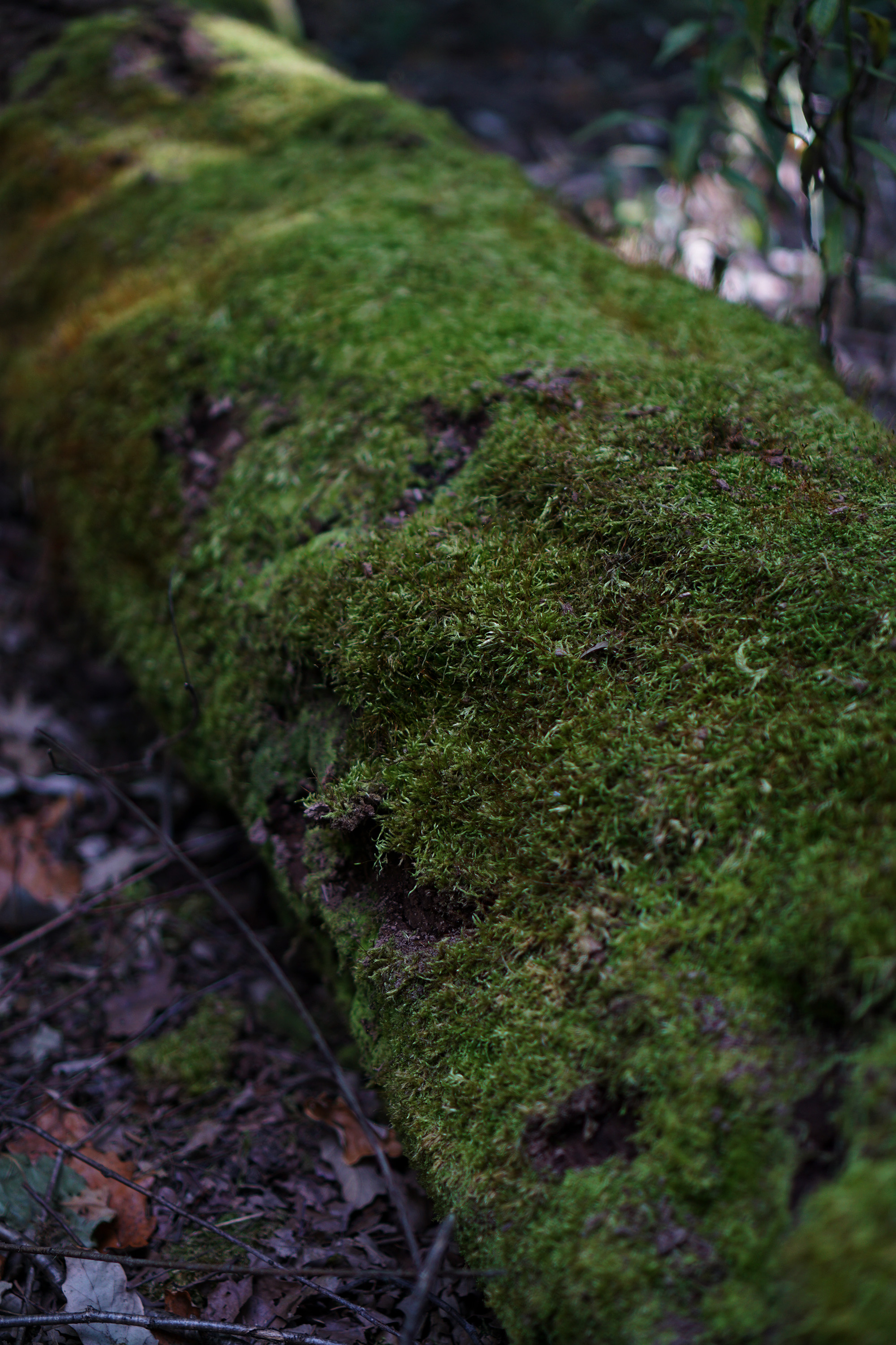 Mossy fallen tree, North Park Village Nature Center / Darker than Green