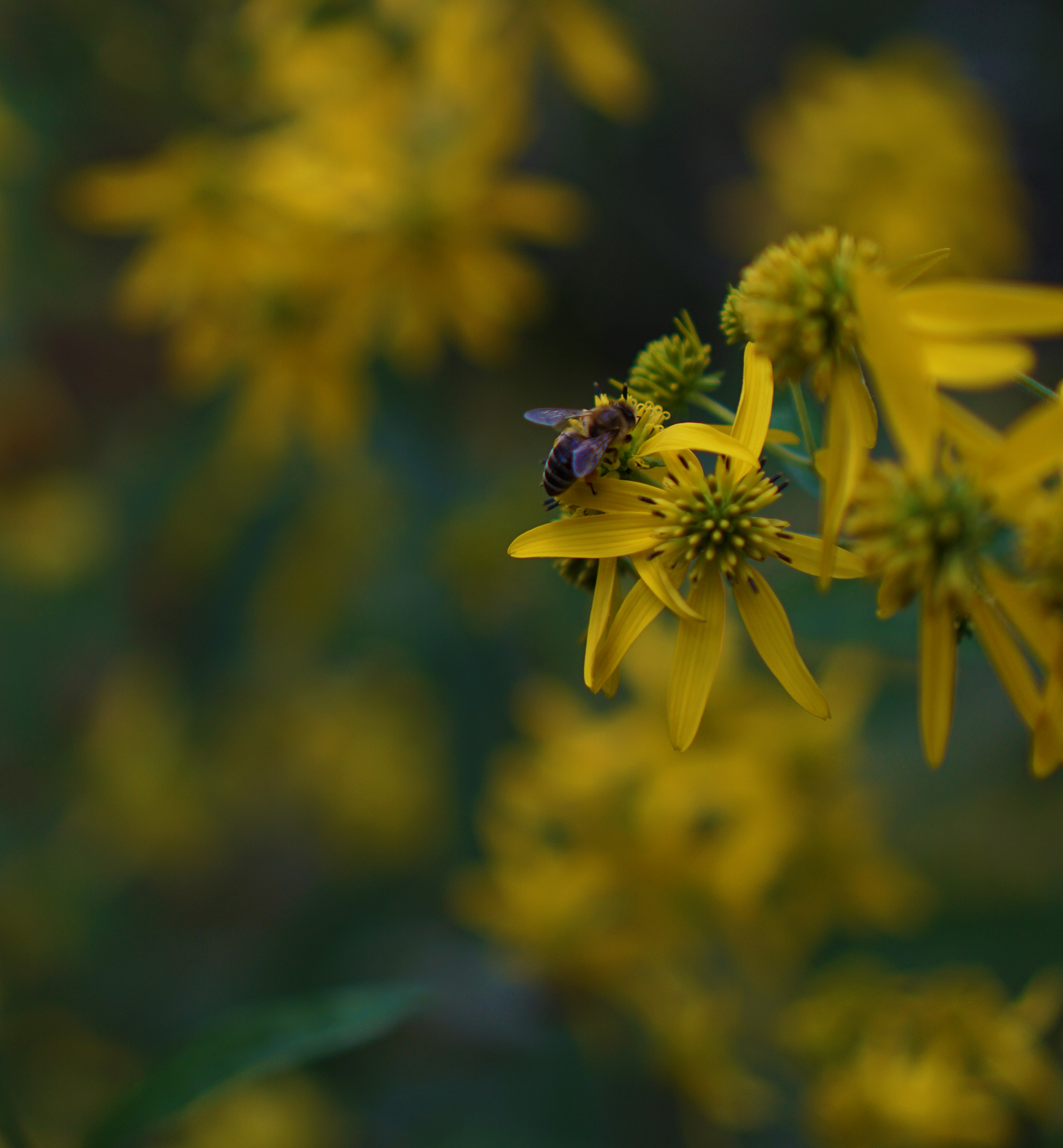 Bee on flowers, North Park Village Nature Center / Darker than Green